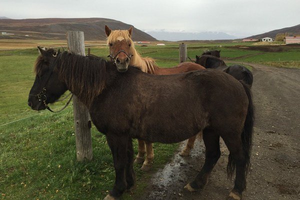 Adorable Iceland Horses.jpg