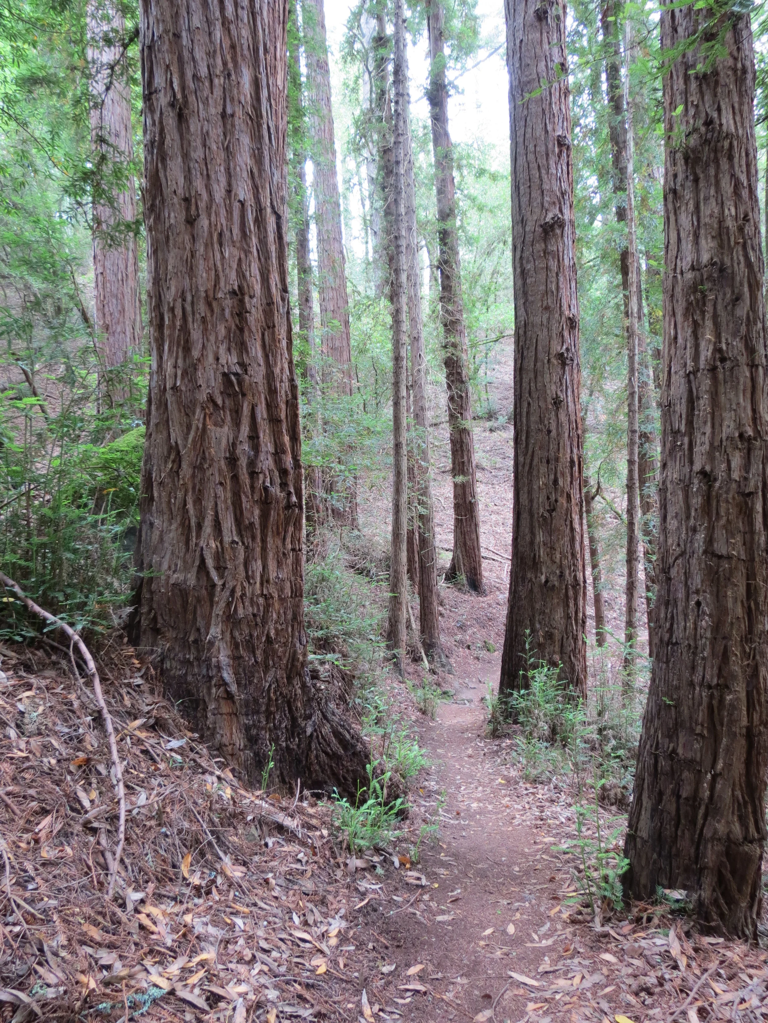 redwoods.JPG