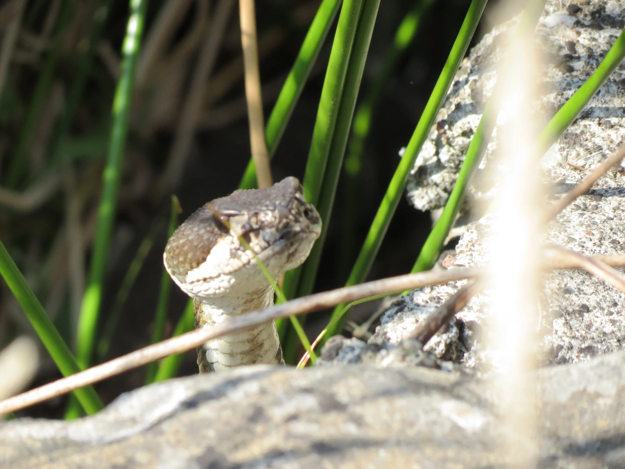 snake close up head.JPG