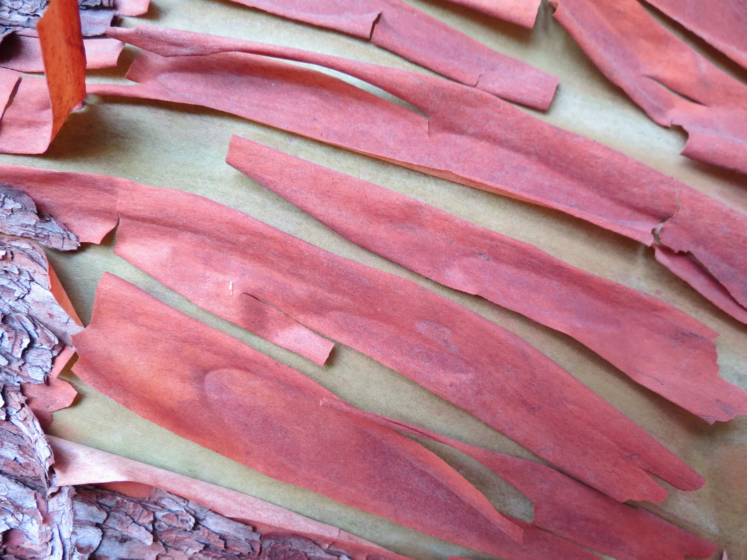 madrone bark.JPG
