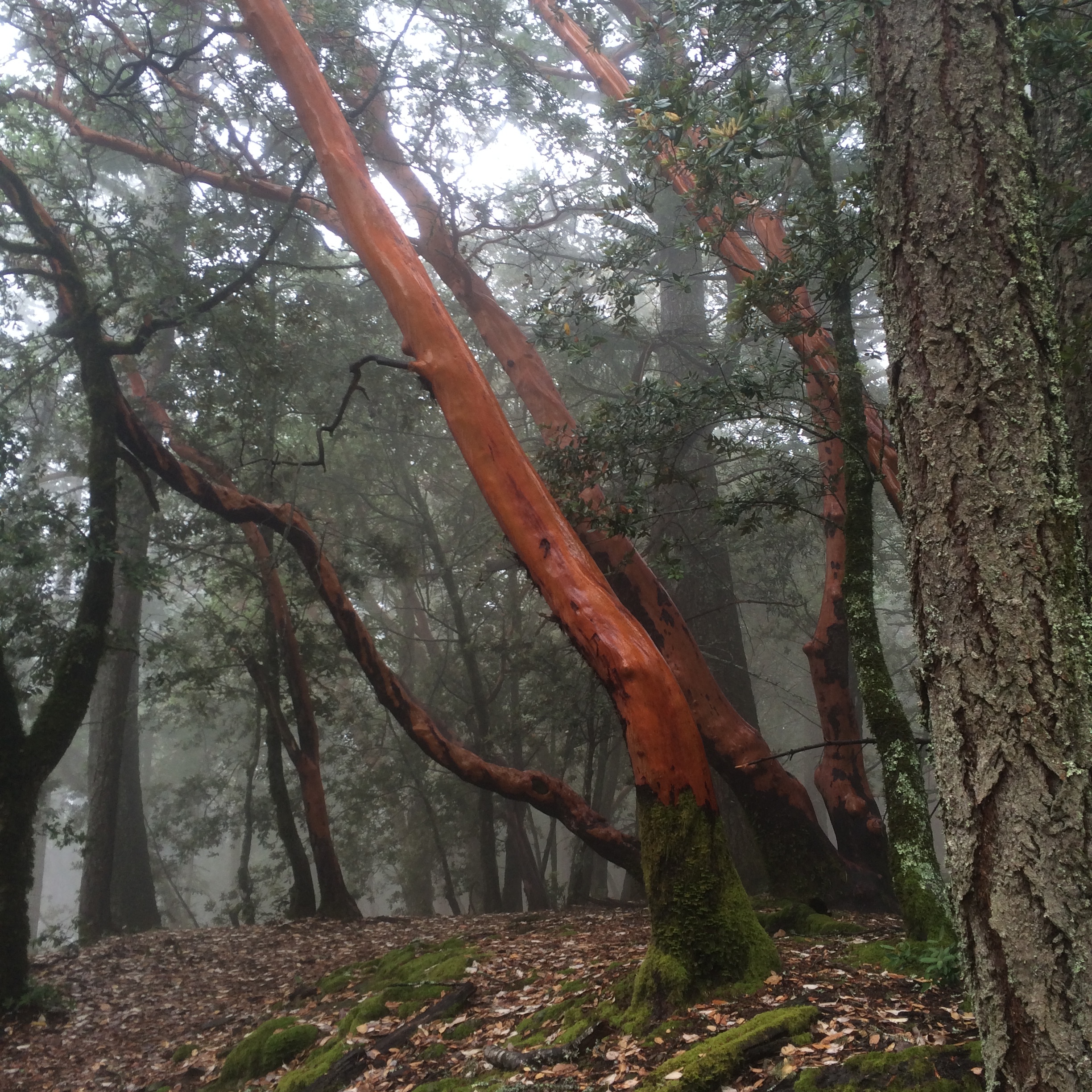 madrone woods 3.jpg