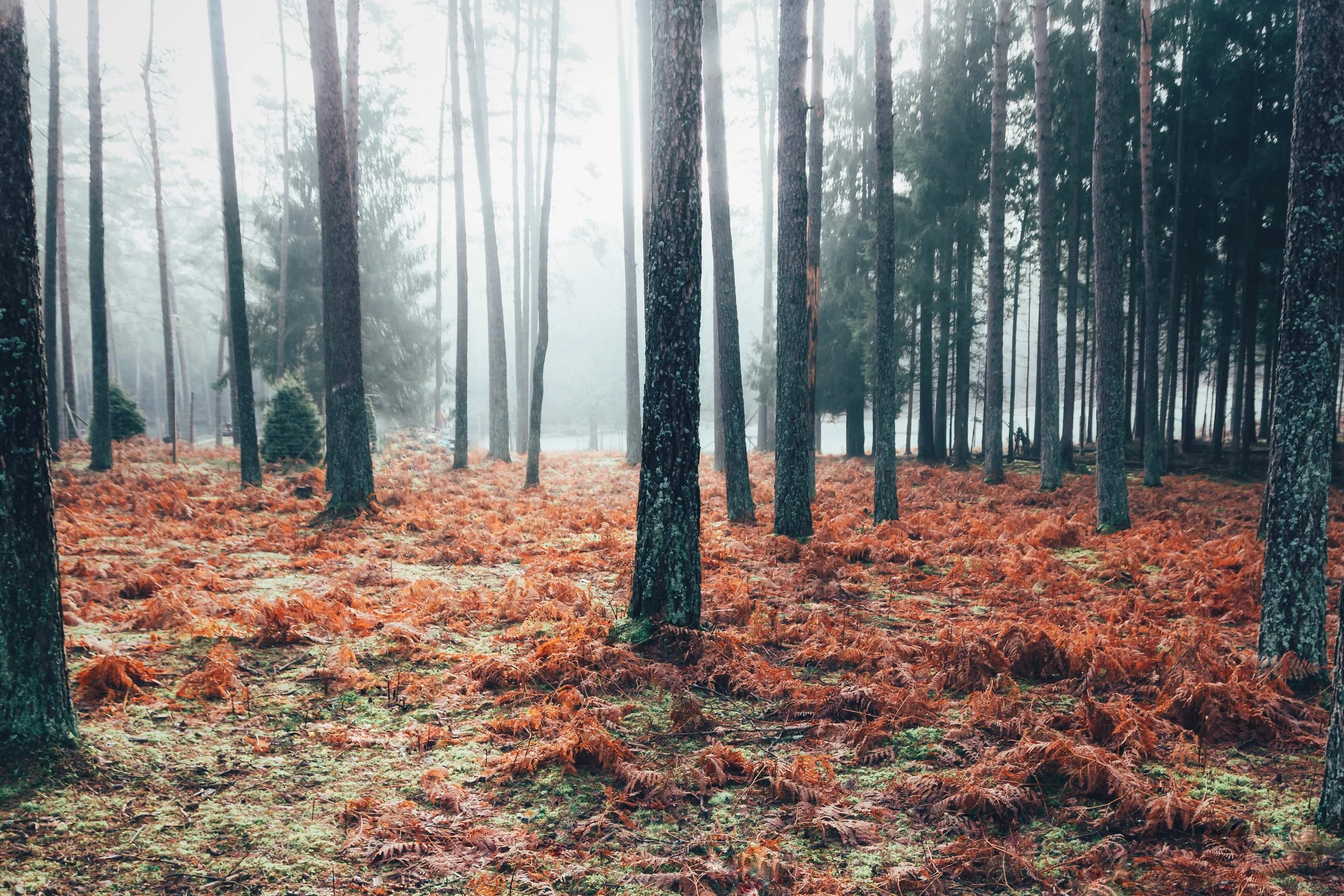 moners fränkische schweiz 1.jpeg