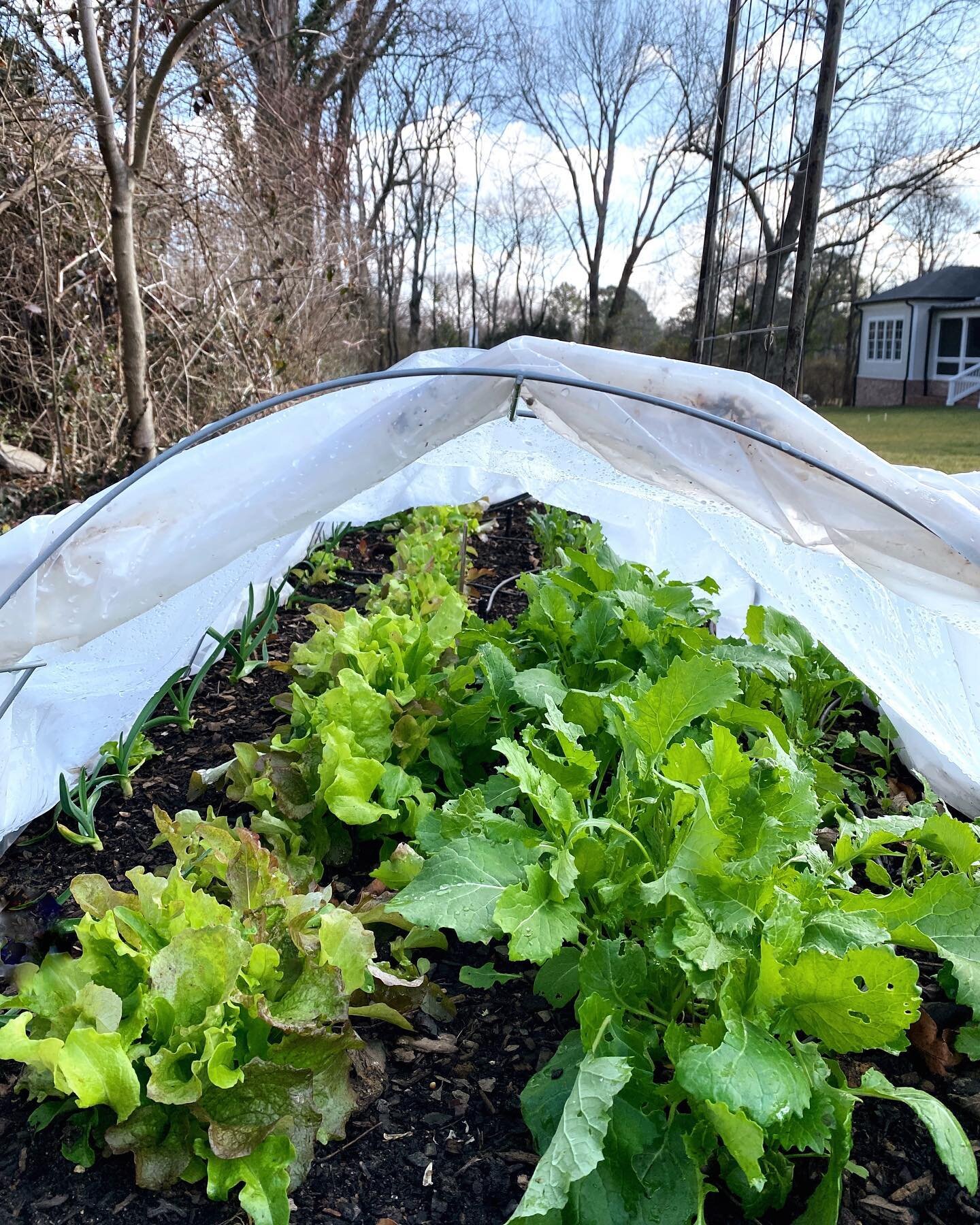 A little peek under the super hoops today revealed vibrant January lettuce, broccoli rabe and garlic for @jculler + @lovelocal - these hoops from @gardeners make winter growing easy and keep these little greens warm and happy. 🥦🧄🥬🌿
.
.
.
#lettuce
