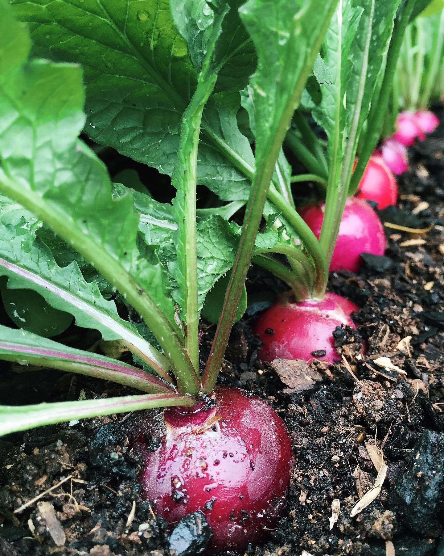 Perfect radish rows take either very precise direct seeding, proper thinning or both...and the result is always worth the extra effort I think. If you&rsquo;re a bit obsessive, this is the crop for you! ;) 💞🌿
.
.
.
#radish #rootcrops #directseeding