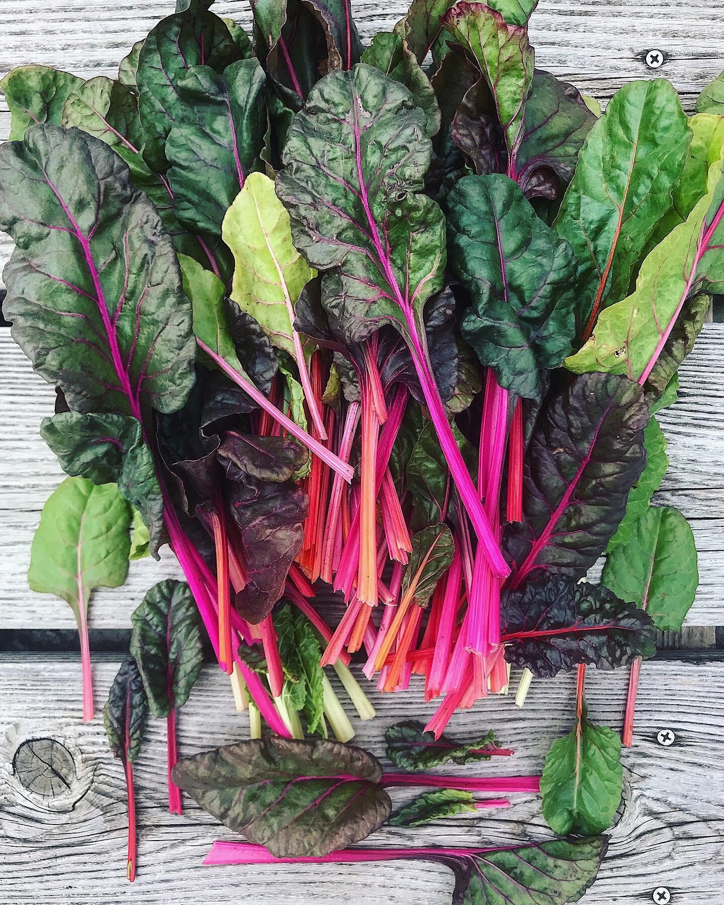 I include bright lights chard in every garden I plant. It thrives in both cool weather and in heat and here in the south, I&rsquo;m able to grow it almost year round. (It looks a little sad in January, but perks up once we move into mid February when