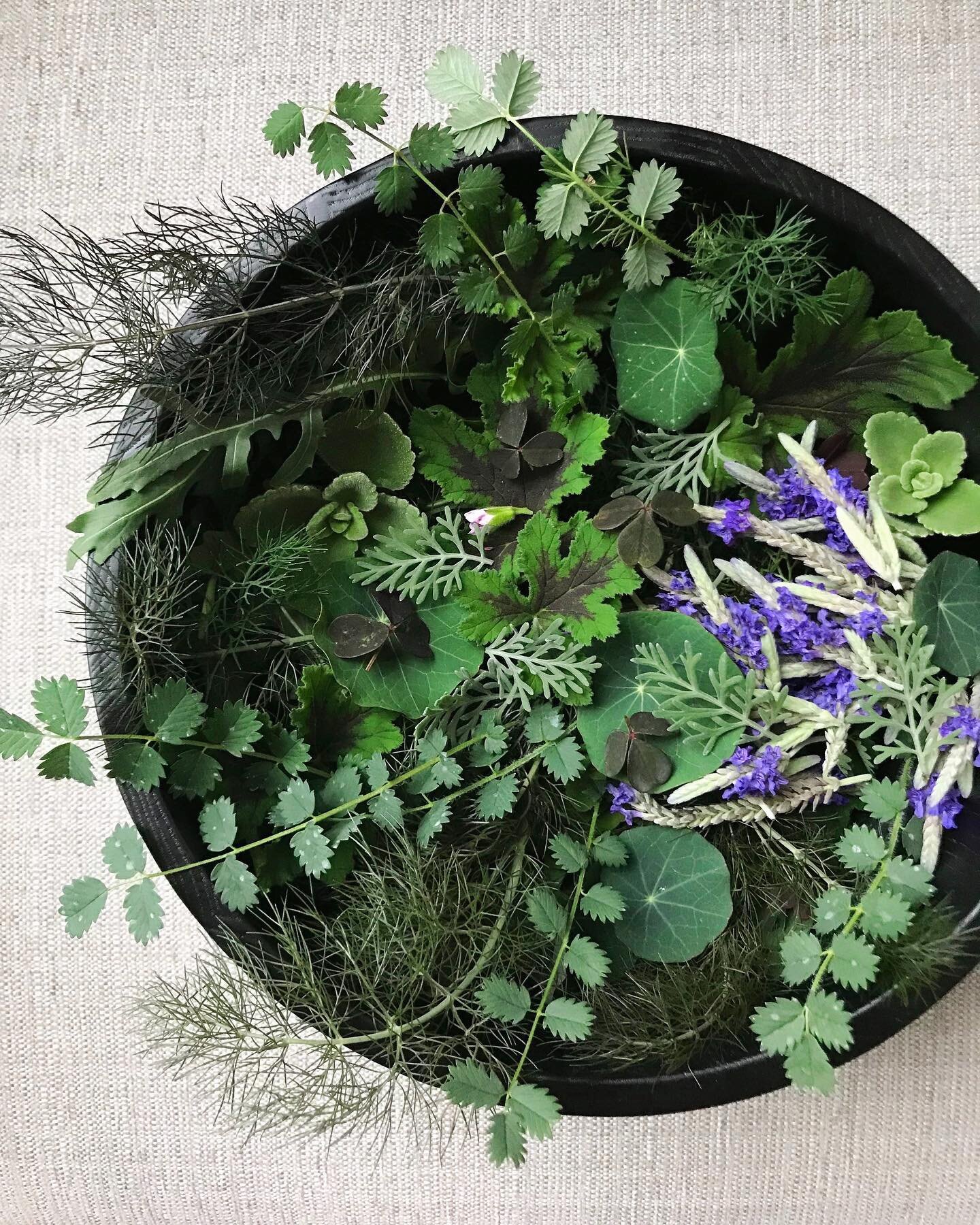 Things in all shades of green: nasturtium leaf, salad burnet, cuban oregano, bronze fennel fronds, arugula + chocolate geranium, plus a pop of purple lavender blooms. I always grow lots of herbaceous, fragrant, (sometimes pretty pungent) leaves for u