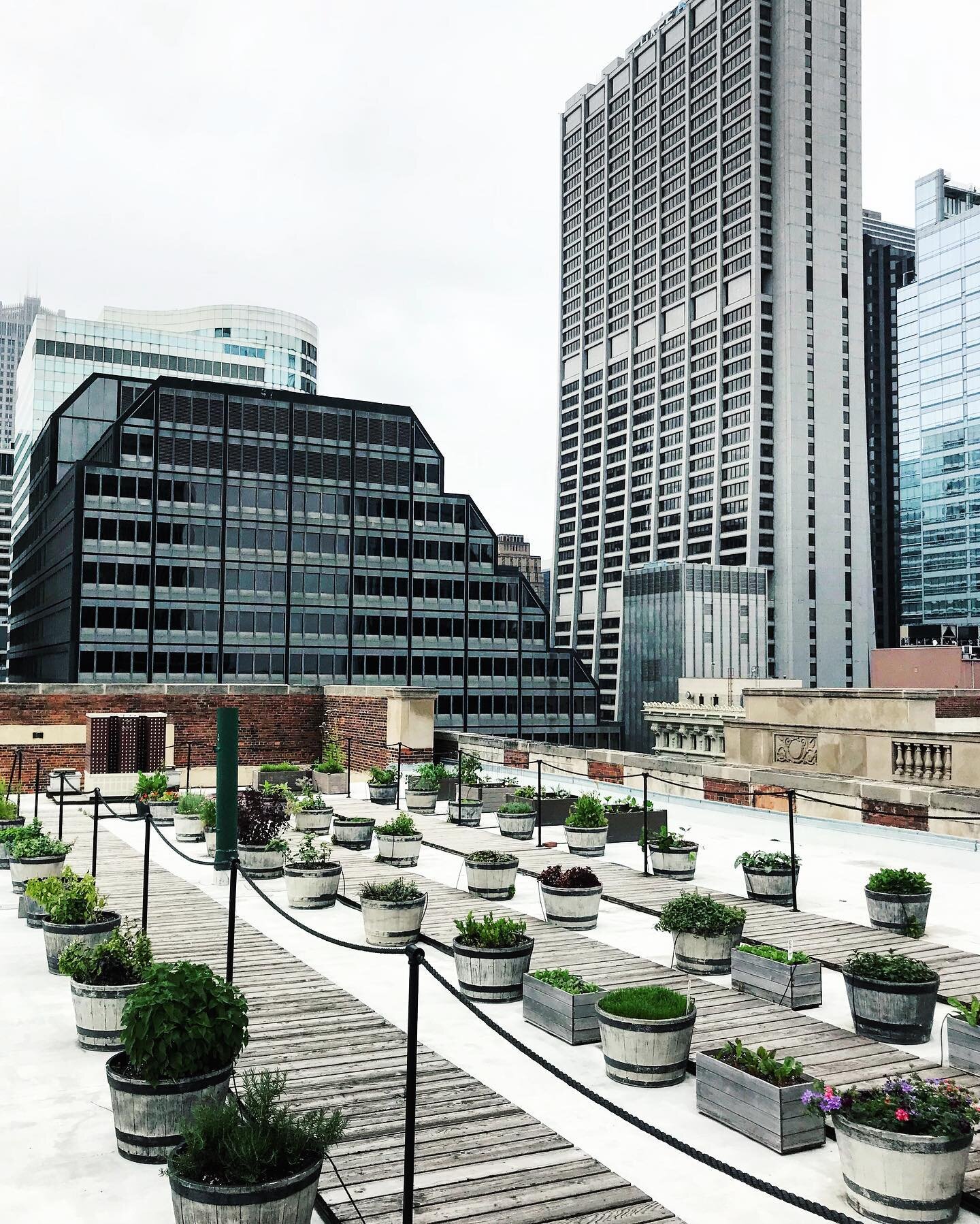 This first photo popped up in IG archives today and so I decided to share some more images of one of my favorite projects - the 25th floor rooftop garden at the very historic Palmer House Hilton in Chicago. In six seasons working with @chefstephenhen