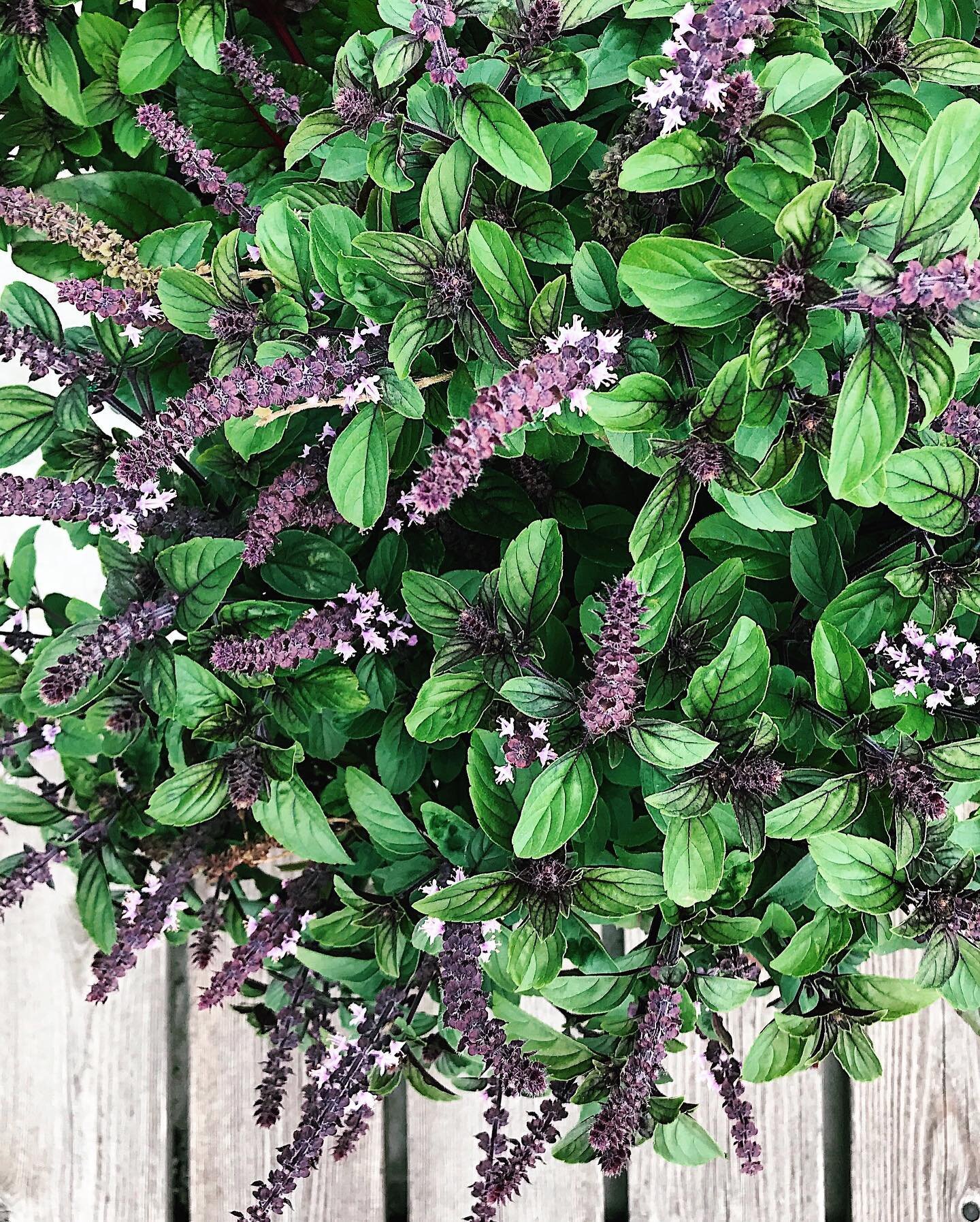 Do you harvest and utilize the flowers from your herbs? I really enjoy them just as much as the leaves from my plants. (They&rsquo;re not just for the bees, y&rsquo;all...🐝) Herb blooms are super flavorful, they add lots of color to dishes and as yo