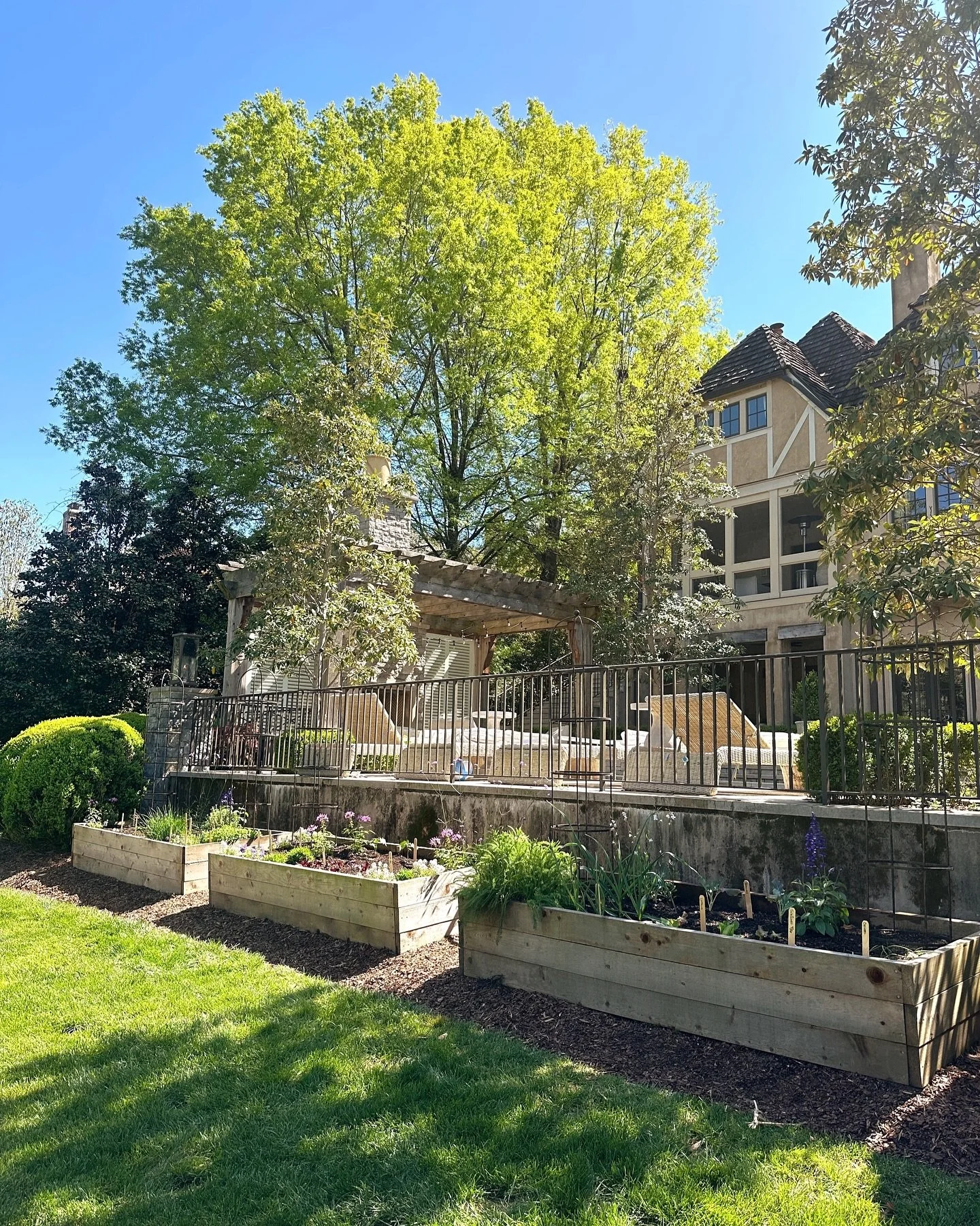 Chartreuse green in the garden yesterday is a definite sign of spring. 🌳 #gardendesign #raisedbedgarden #springgarden #gardeninspiration #culinarygarden #backyardgarden