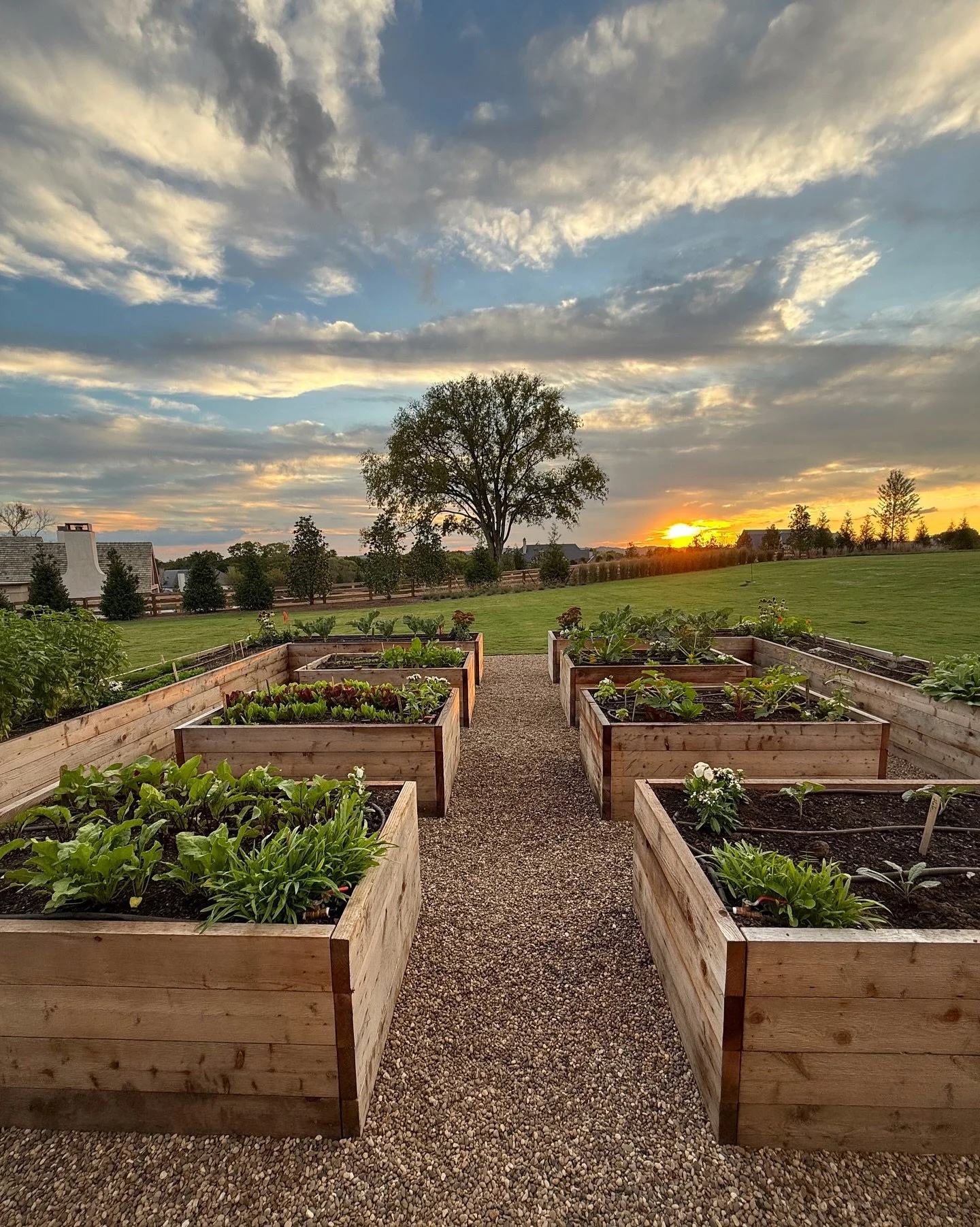 A warm October sunset in this newly designed and planted fall vegetable garden. #culinarygarden #gardeninspiration #autumngarden #vegetablegarden #raisedbedgarden #gardendesign