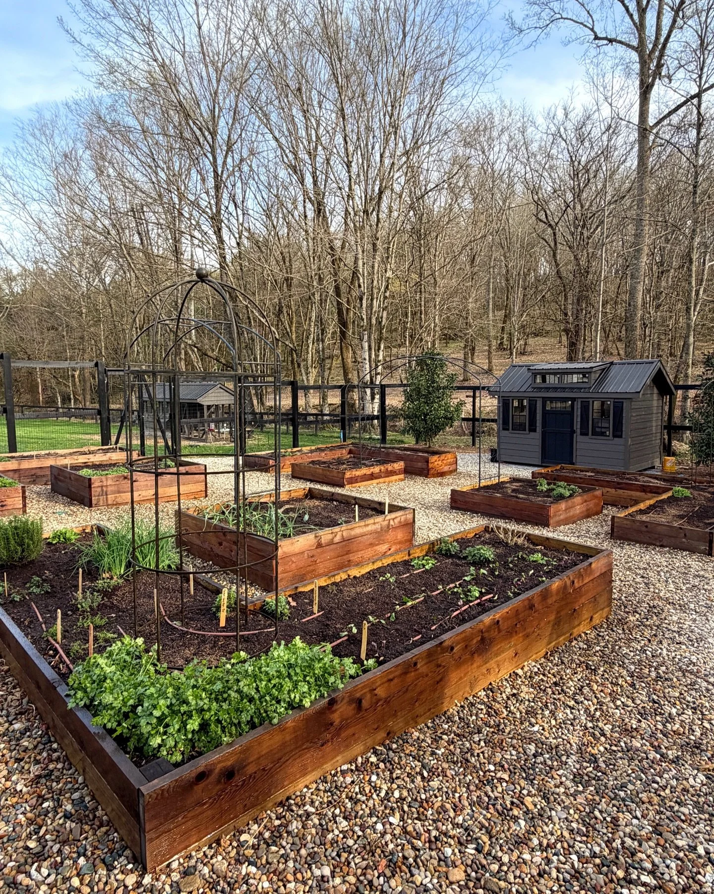 Miss Lola and her garden. I planted lettuce, radishes, kale, beets, scallions, carrots, sugar snap peas, arugula, dill, oregano, parsley, rosemary and thyme and she helped water everything in when we were done, obviously. 🐶🫜 #raisedbedgarden #garde