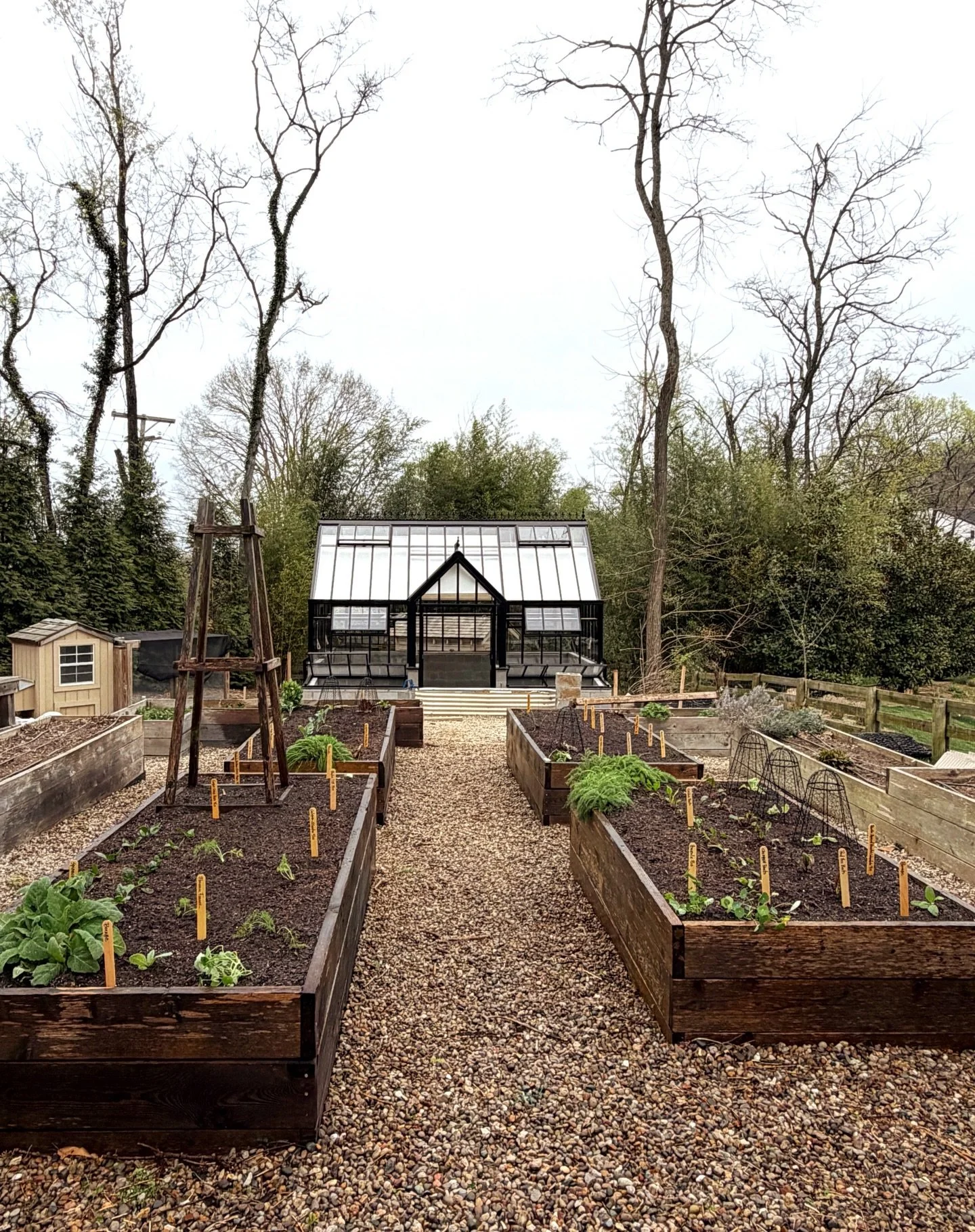 The garden space is a bit of a &ldquo;construction zone&rdquo; at the moment with the addition of this magnificent @hartley_botanic greenhouse, but I did plant the four central beds today with lots of spring vegetation: fennel, carrots, spinach, peas