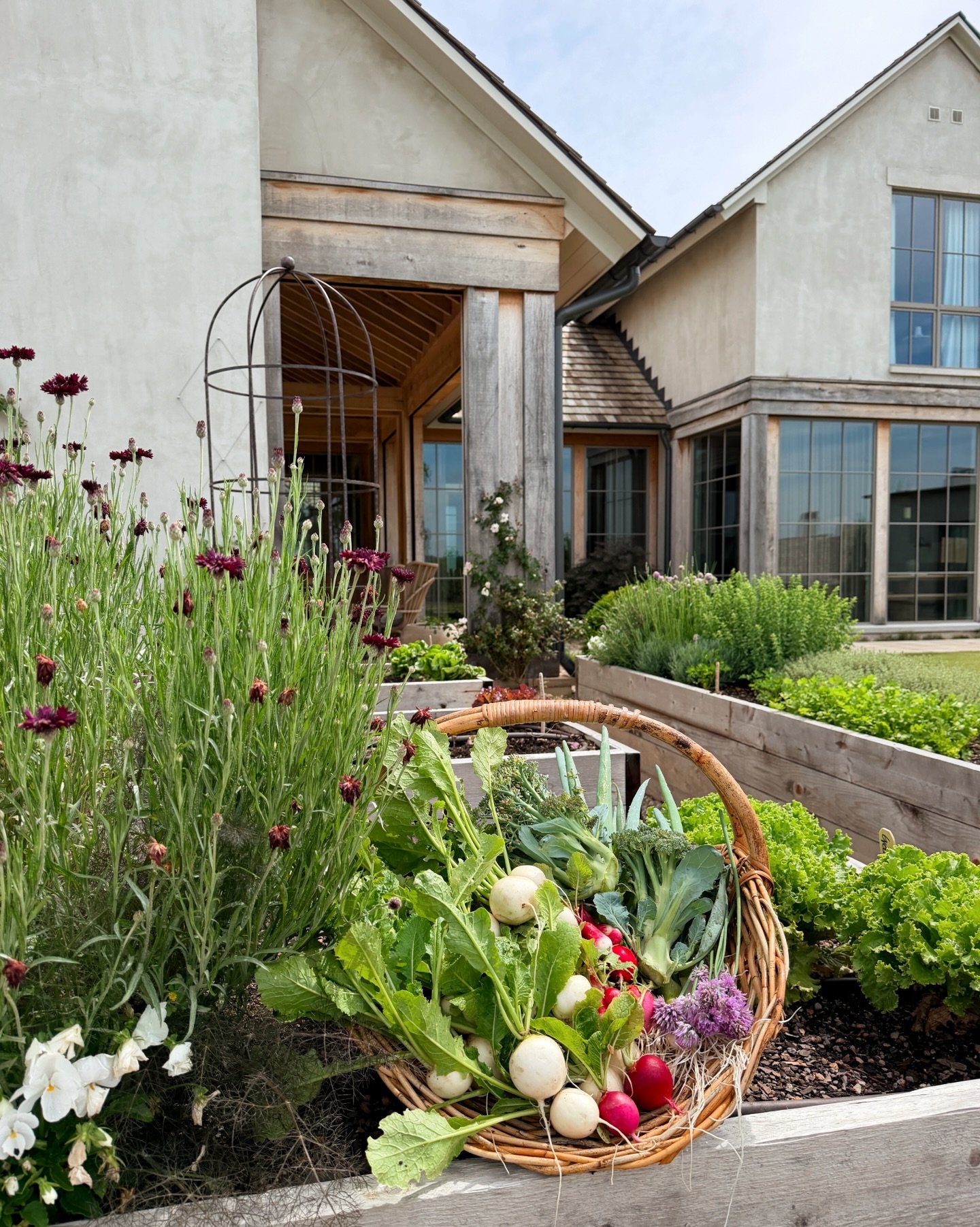 Beautiful things picked from the garden today. Saying goodbye to spring but a very warm welcome to summer. #culinarygarden #gardendesign #gardeninspiration #harvest #vegetablegarden