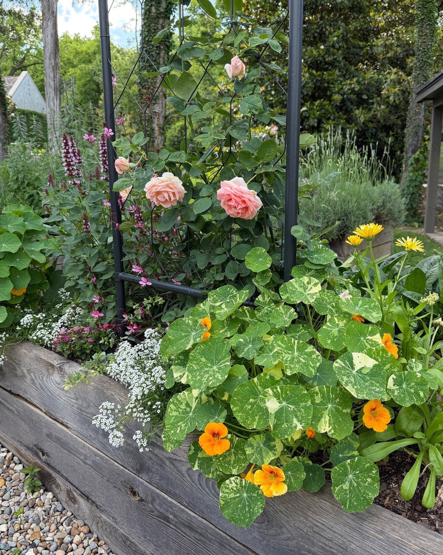 Peak spring this week. #gardeninspiration #gardendesign #vegetablegarden #flowergarden #springgarden