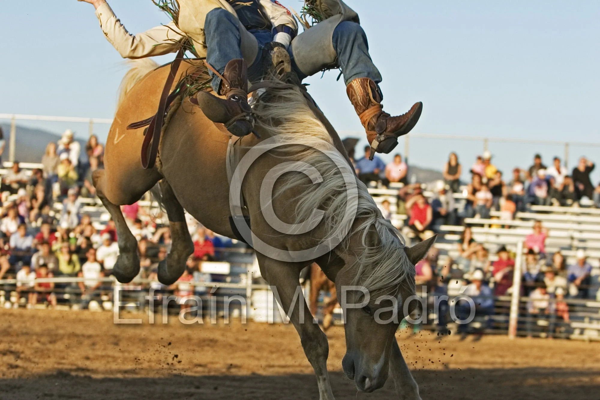 Cowboy on bucking horse, bareback riding competition, Rodeo de Santa Fe, New Mexico