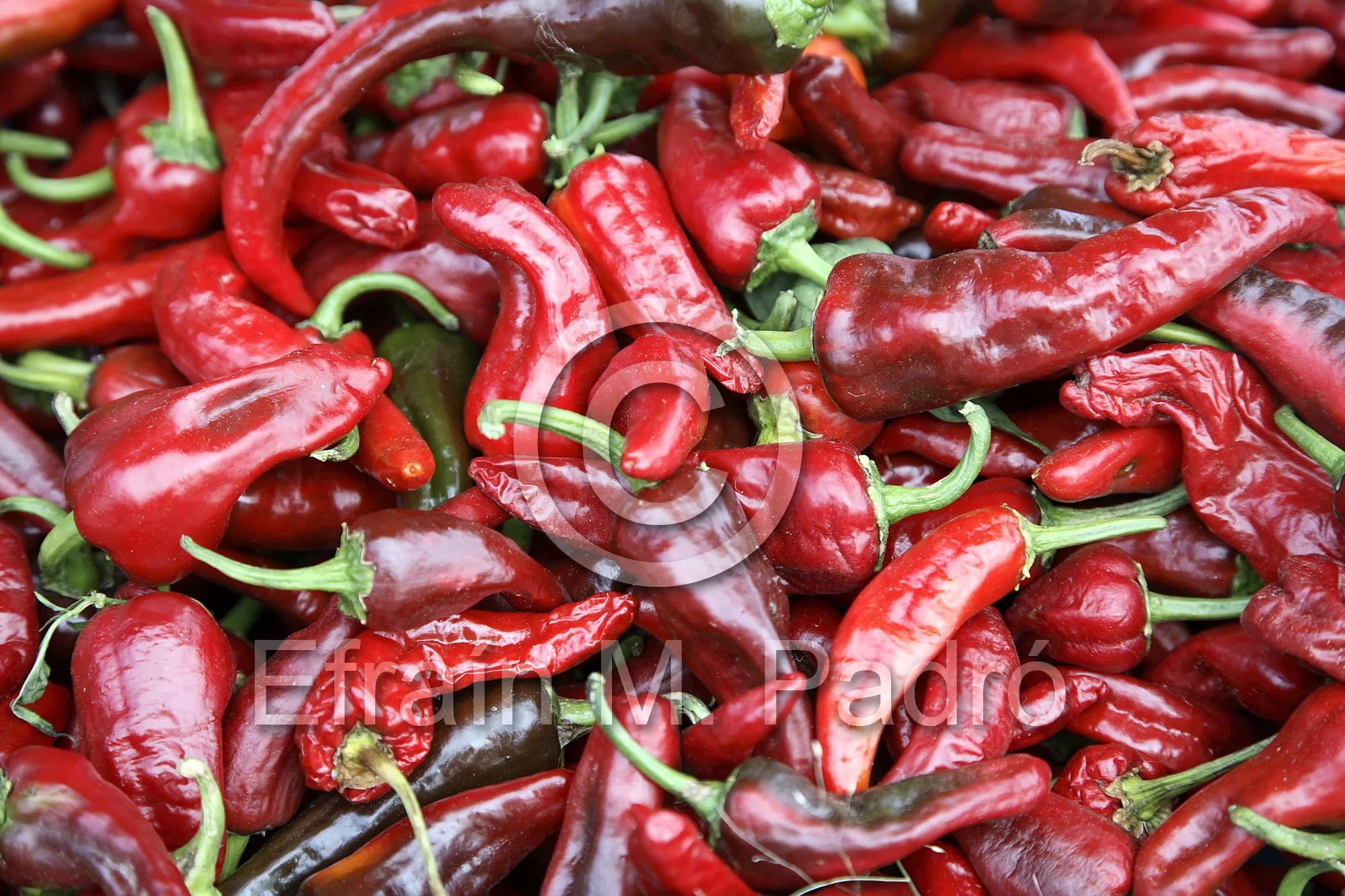 Chilis, Farmers' Market, Railyard District, Santa Fe, New Mexico