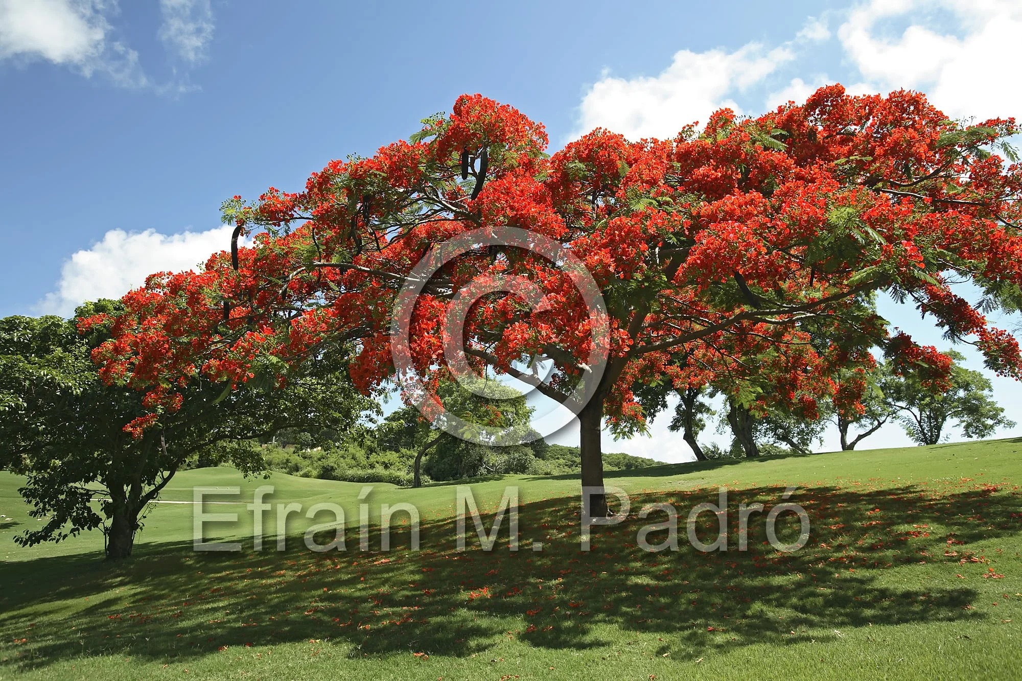 Orange Flamboyan (Delonix regia), El Conquistador Resort, Fajardo, Puerto Rico