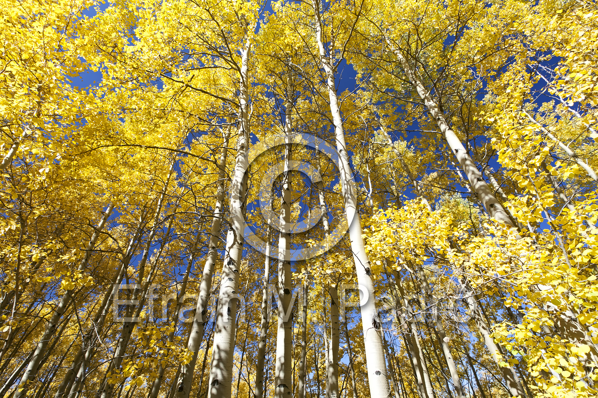 Aspen trees in Fall colors, Aspen Vista Trail, Santa Fe National Forest, New Mexico
