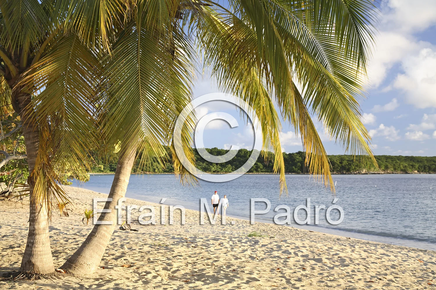 Palm trees and couple walking on beach, Sombe (Sun Bay), Vieques, Puerto Rico