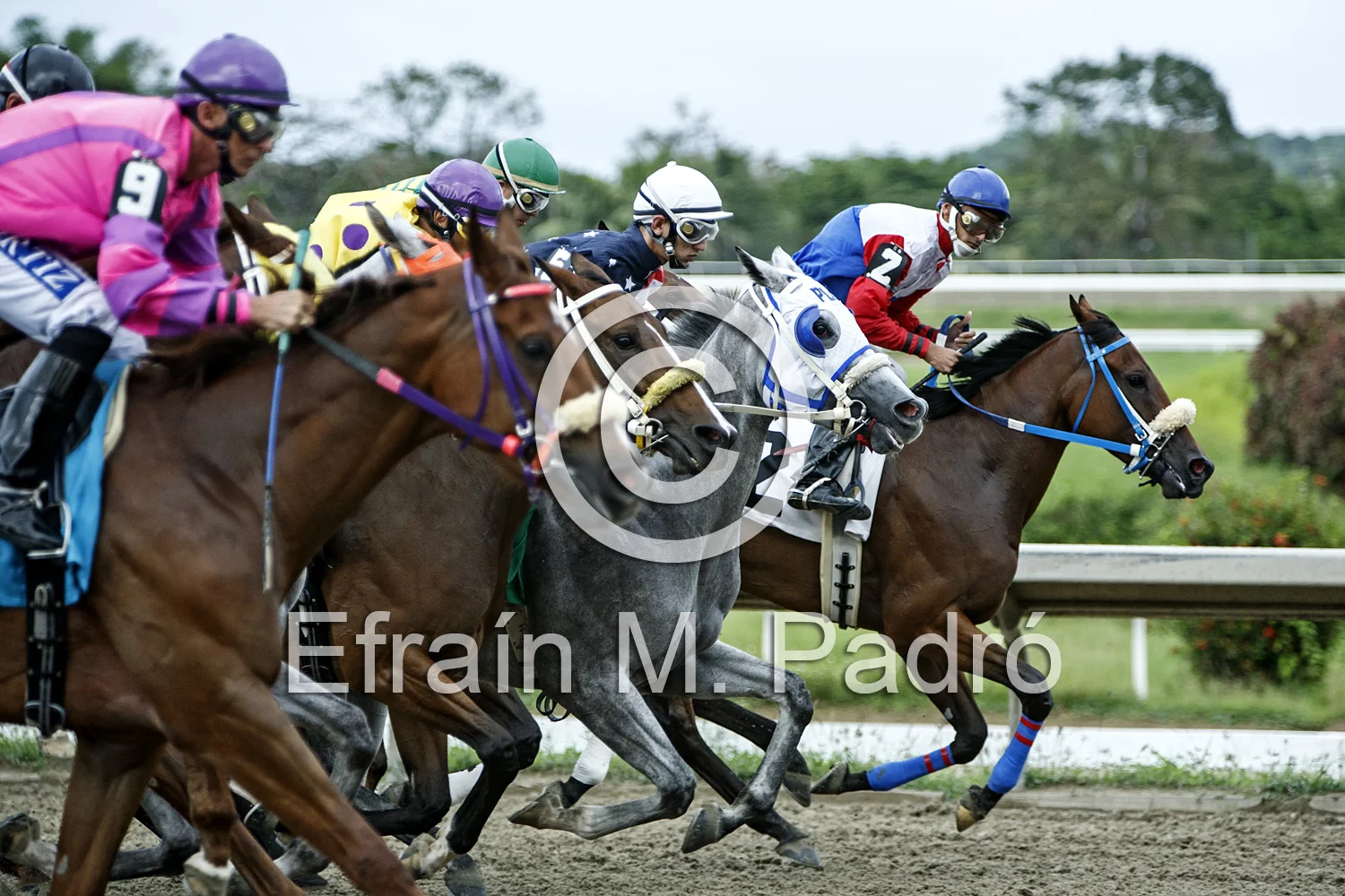 Horse race, Hipodromo Camarero, Canovanas, Puerto Rico