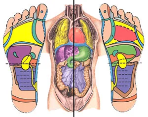 Reflexology chart
