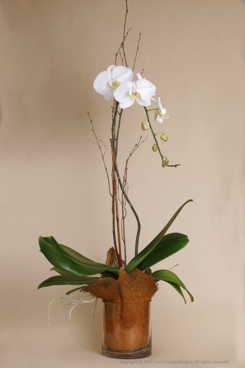 Phalaenopsis Orchid in Palm Bark