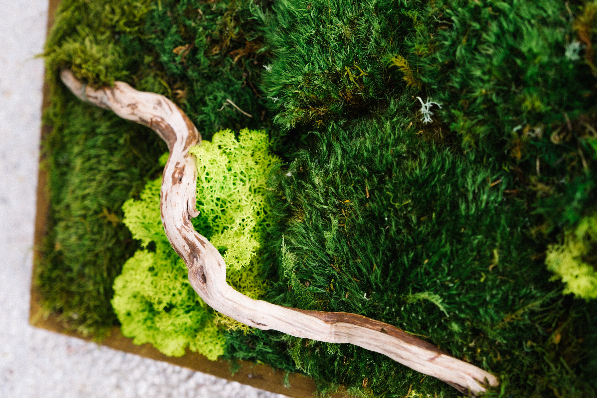 Moss Wall Art with Driftwood in BeltLine Box Frame