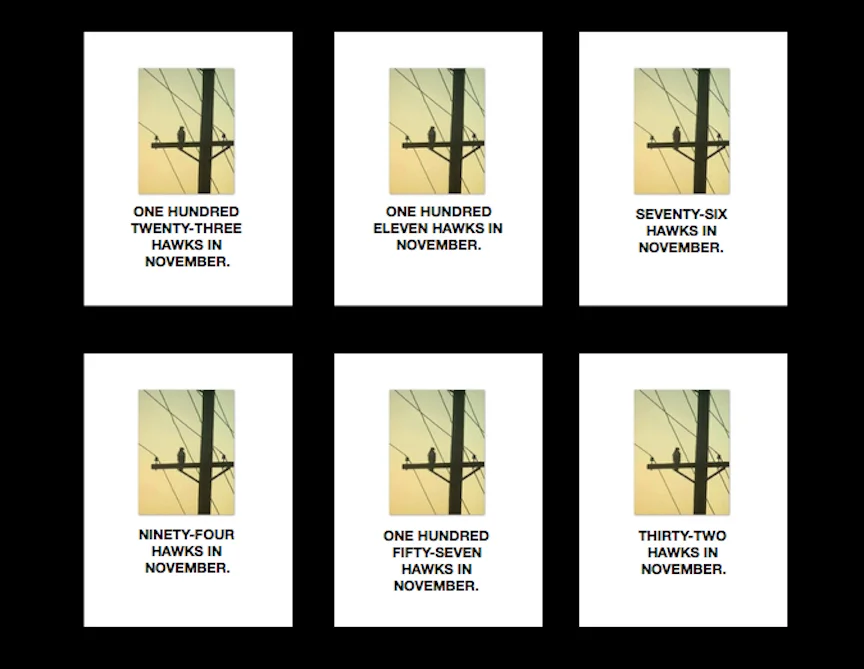 Collection 5: "One Hundred Twenty-Three Hawks in November"