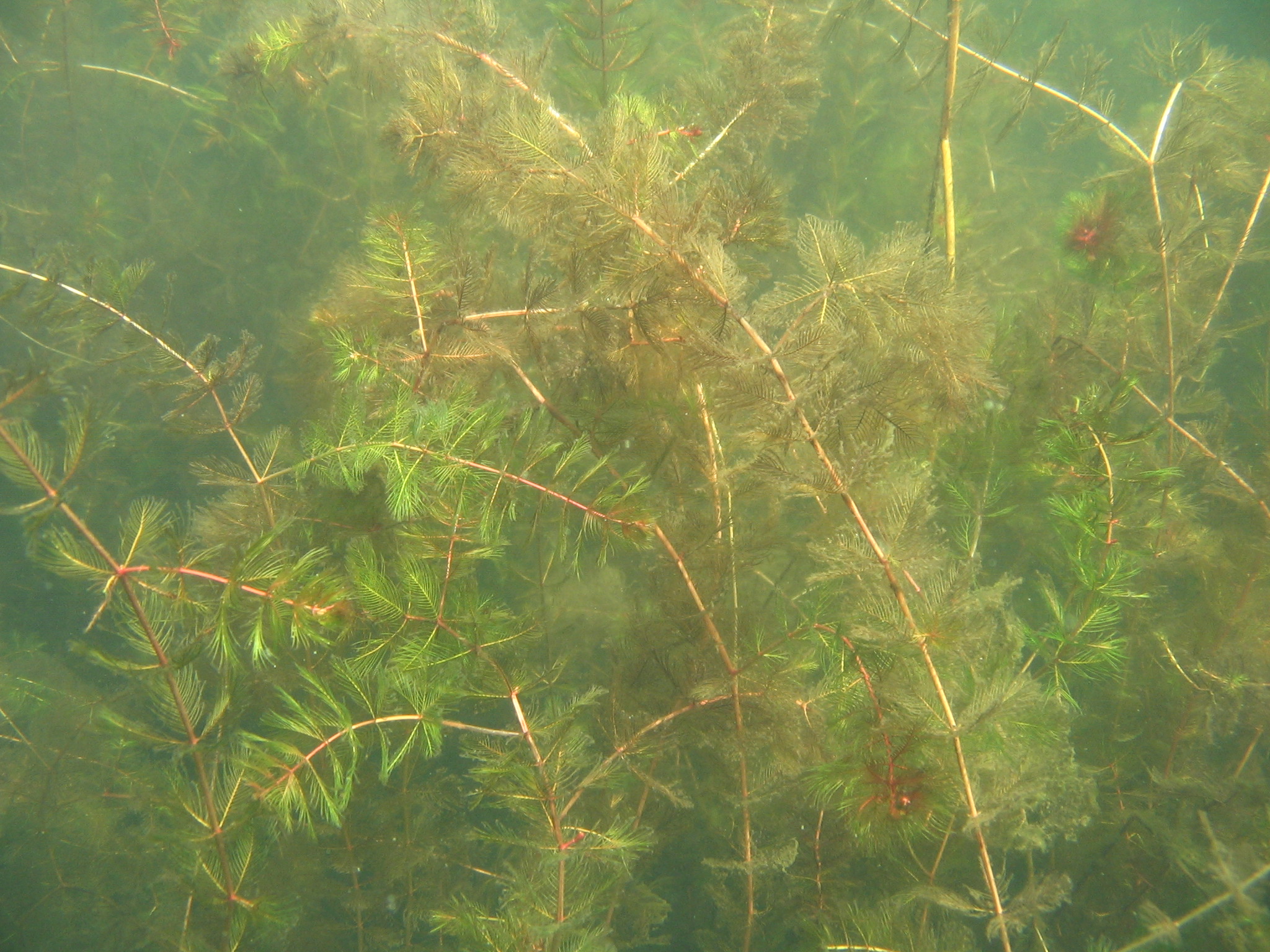 Milfoil.jpeg
