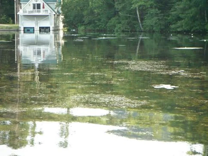 EWM matting on the surface in Lake Dunmore, North Bay: photo as found on Google images