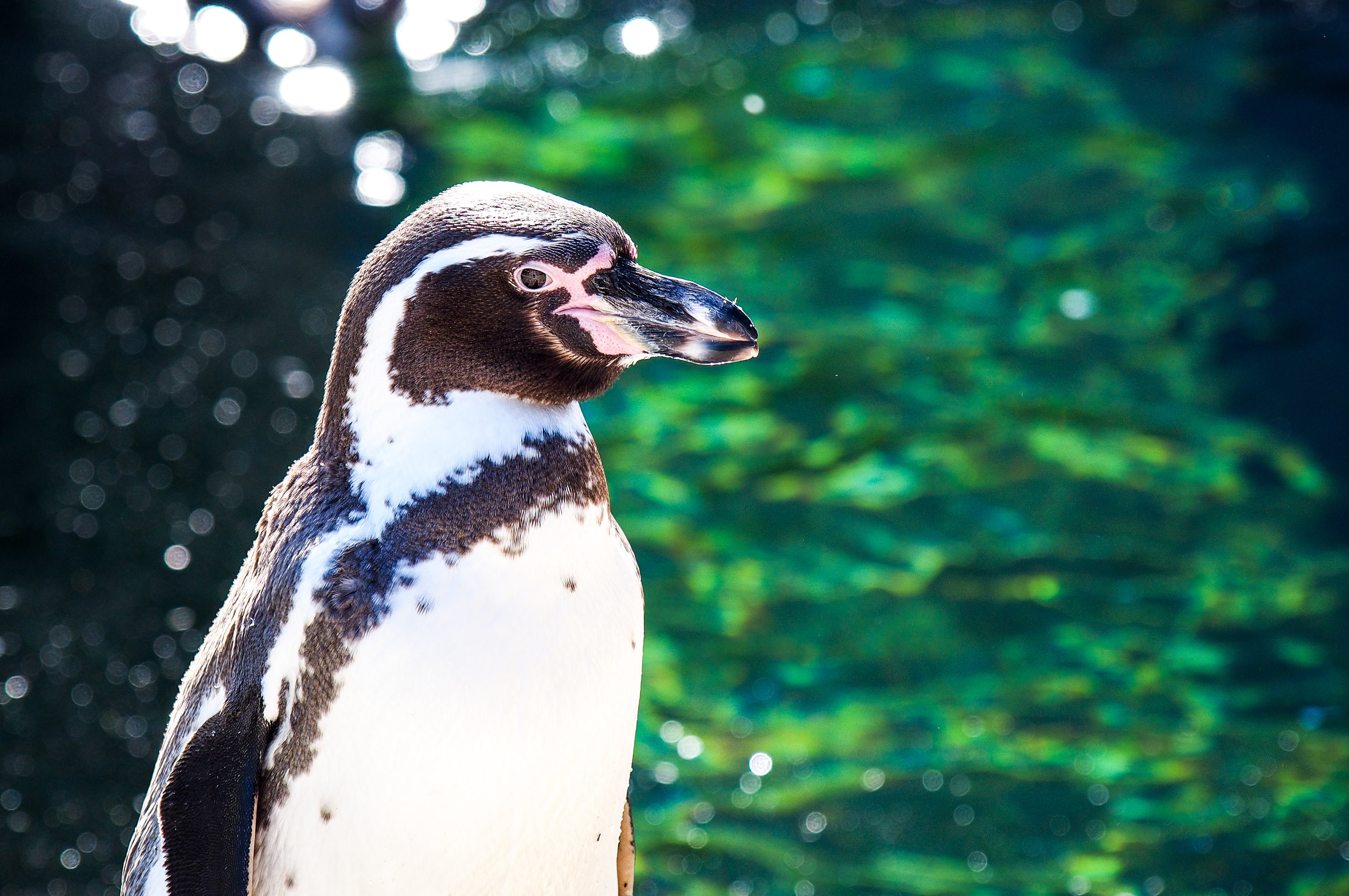 Penguin Buddy