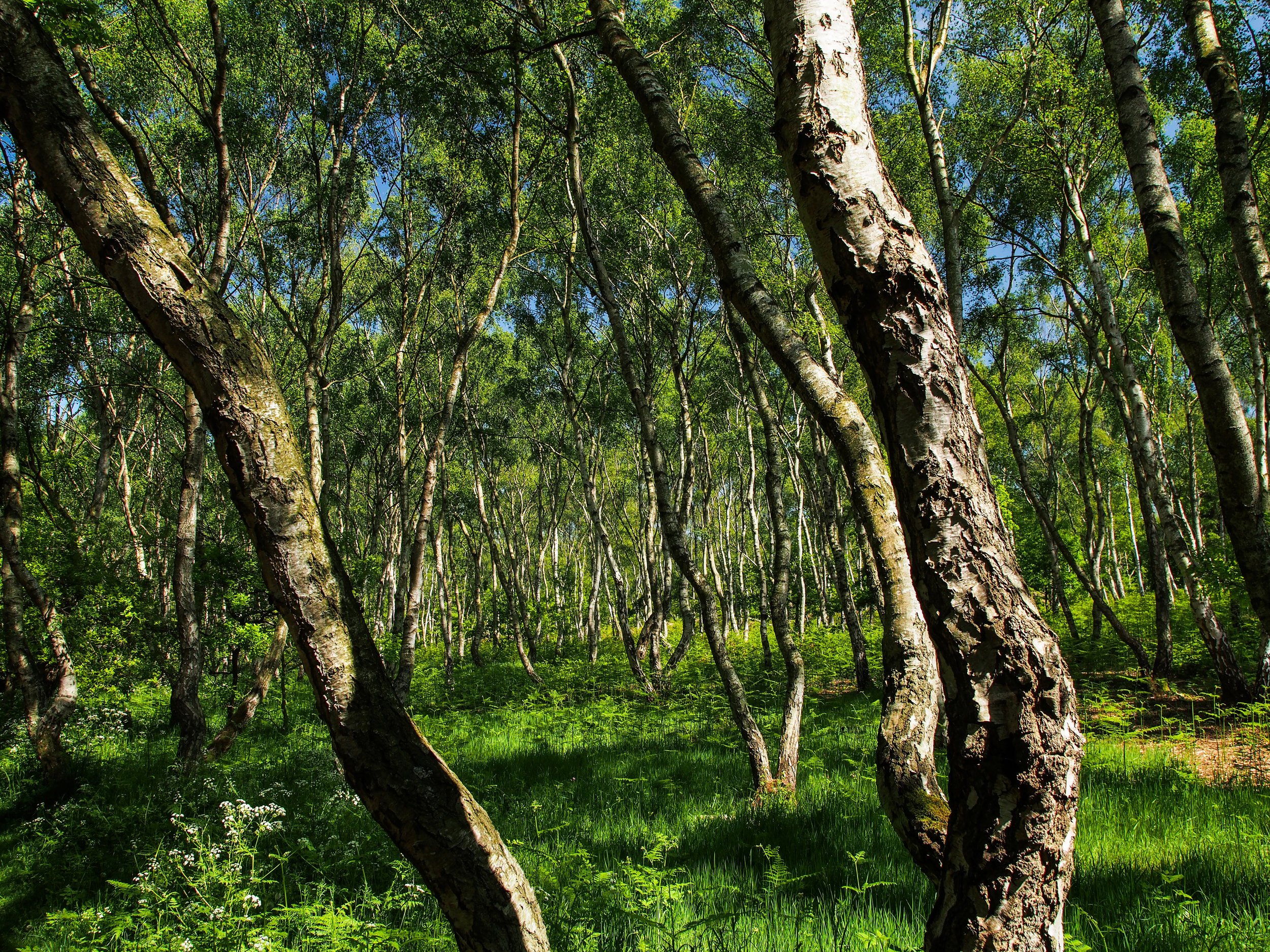 Sherwood Forest