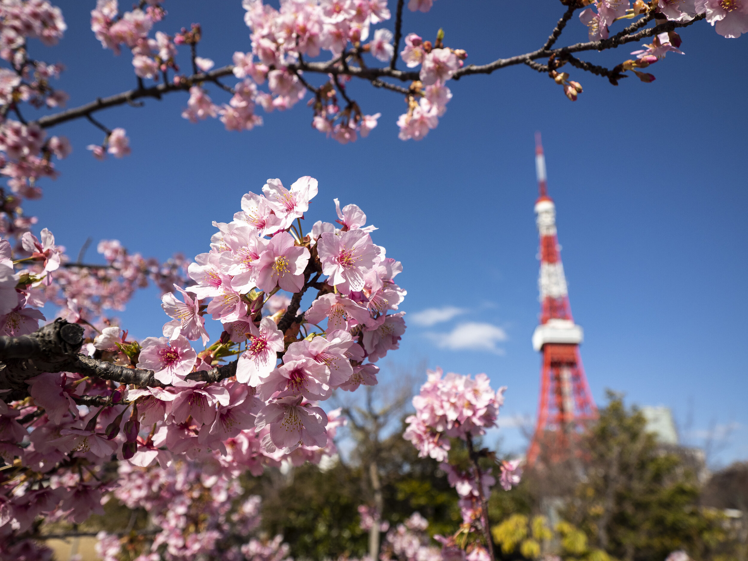 Prince Shiba Park