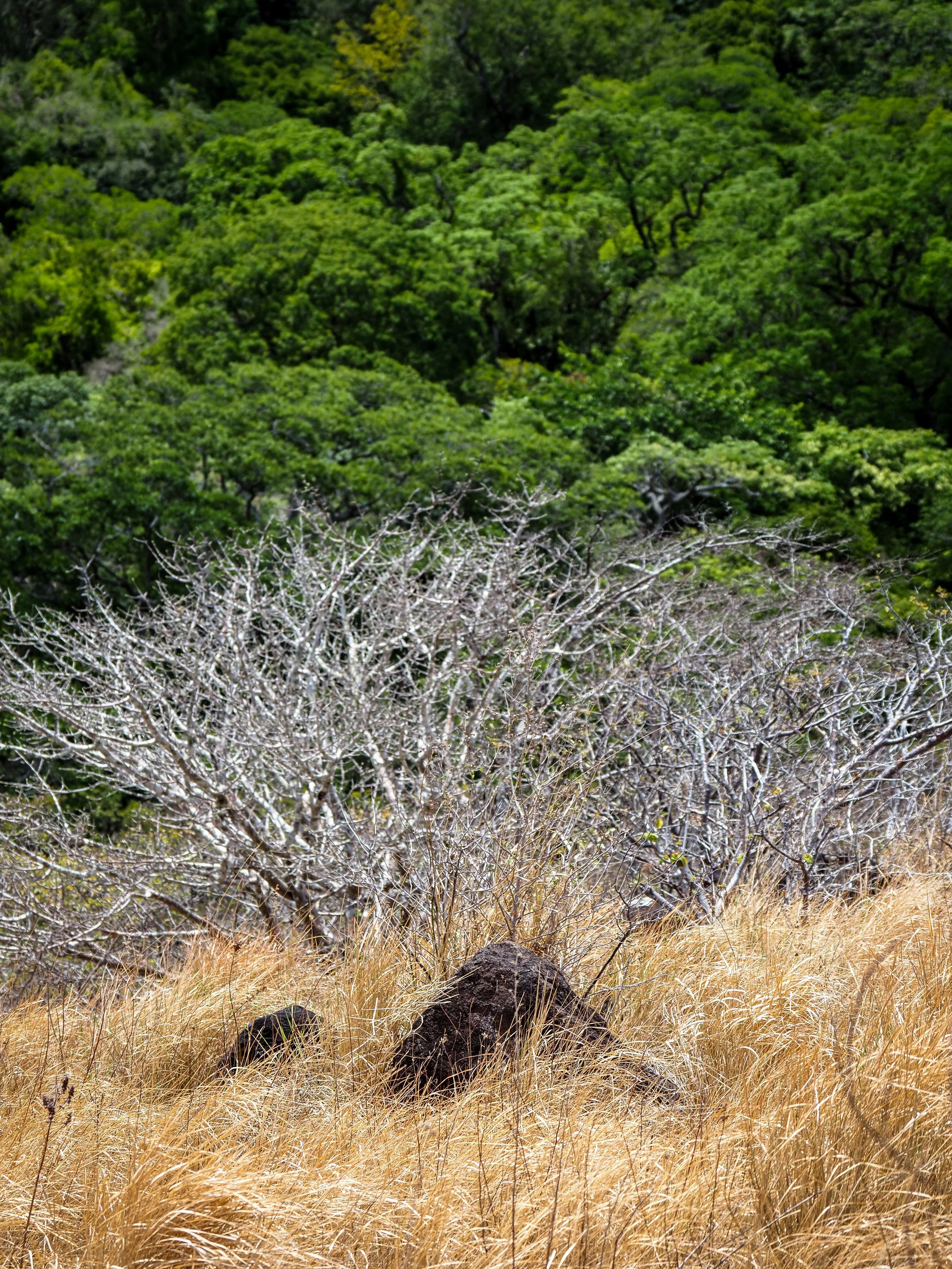 Parque Nacional Rincón de la Vieja