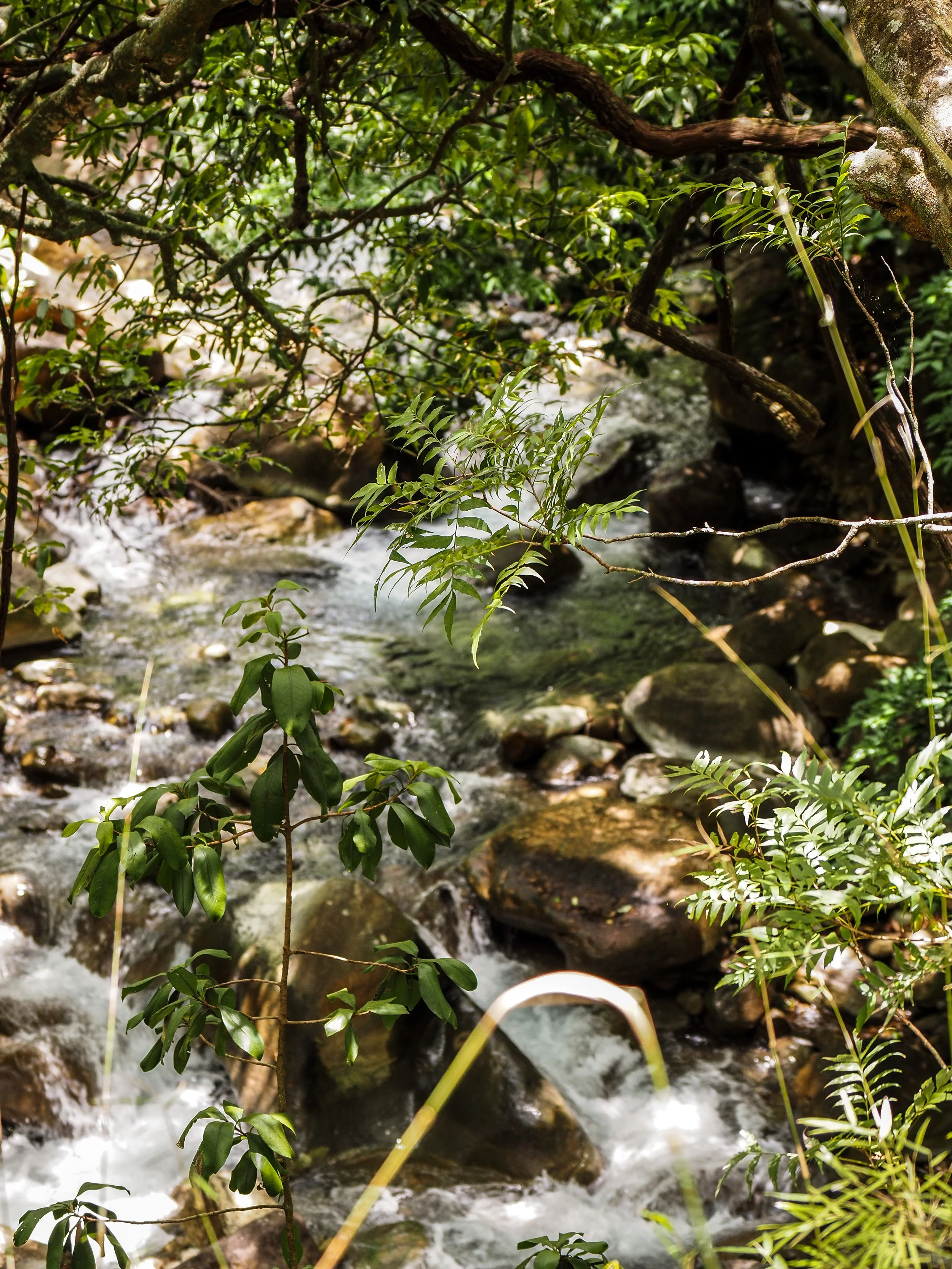 Parque Nacional Rincón de la Vieja