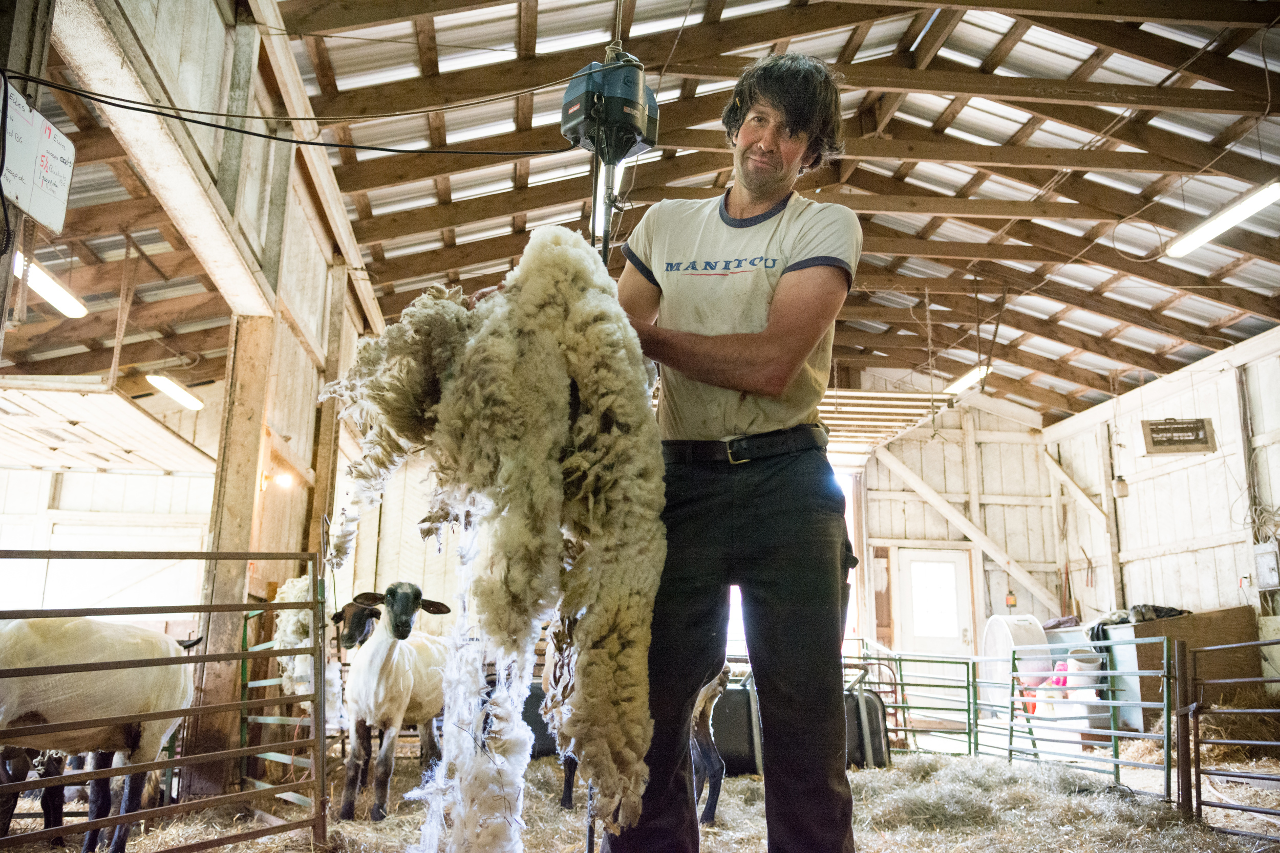 North Star Sheep Farm Shearing-33.jpg