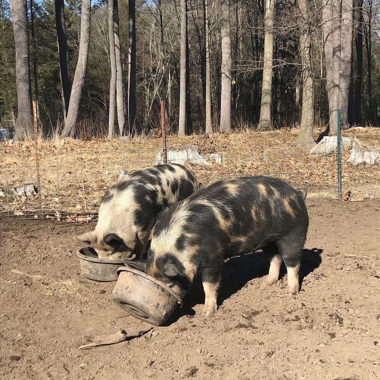 Wilbur meets the girls @mainefarms #makingbacon