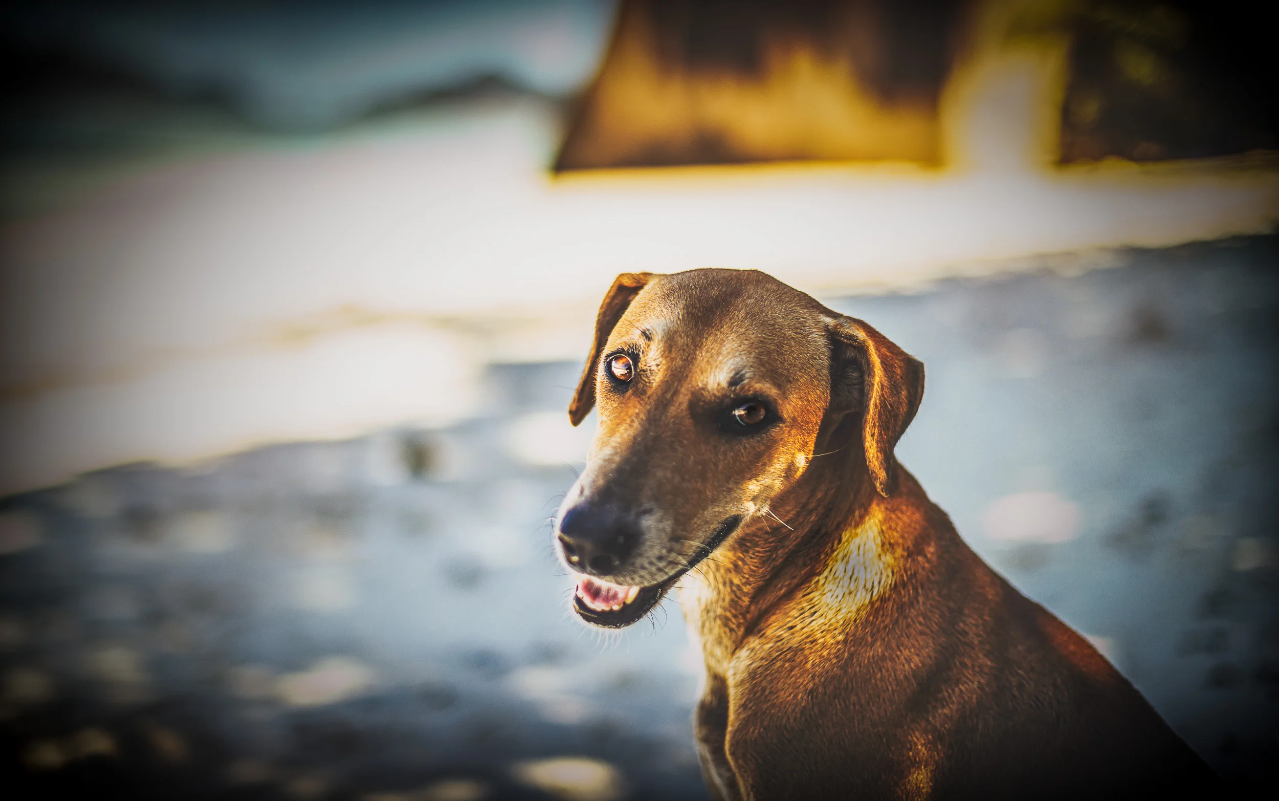 Doggy.jpg