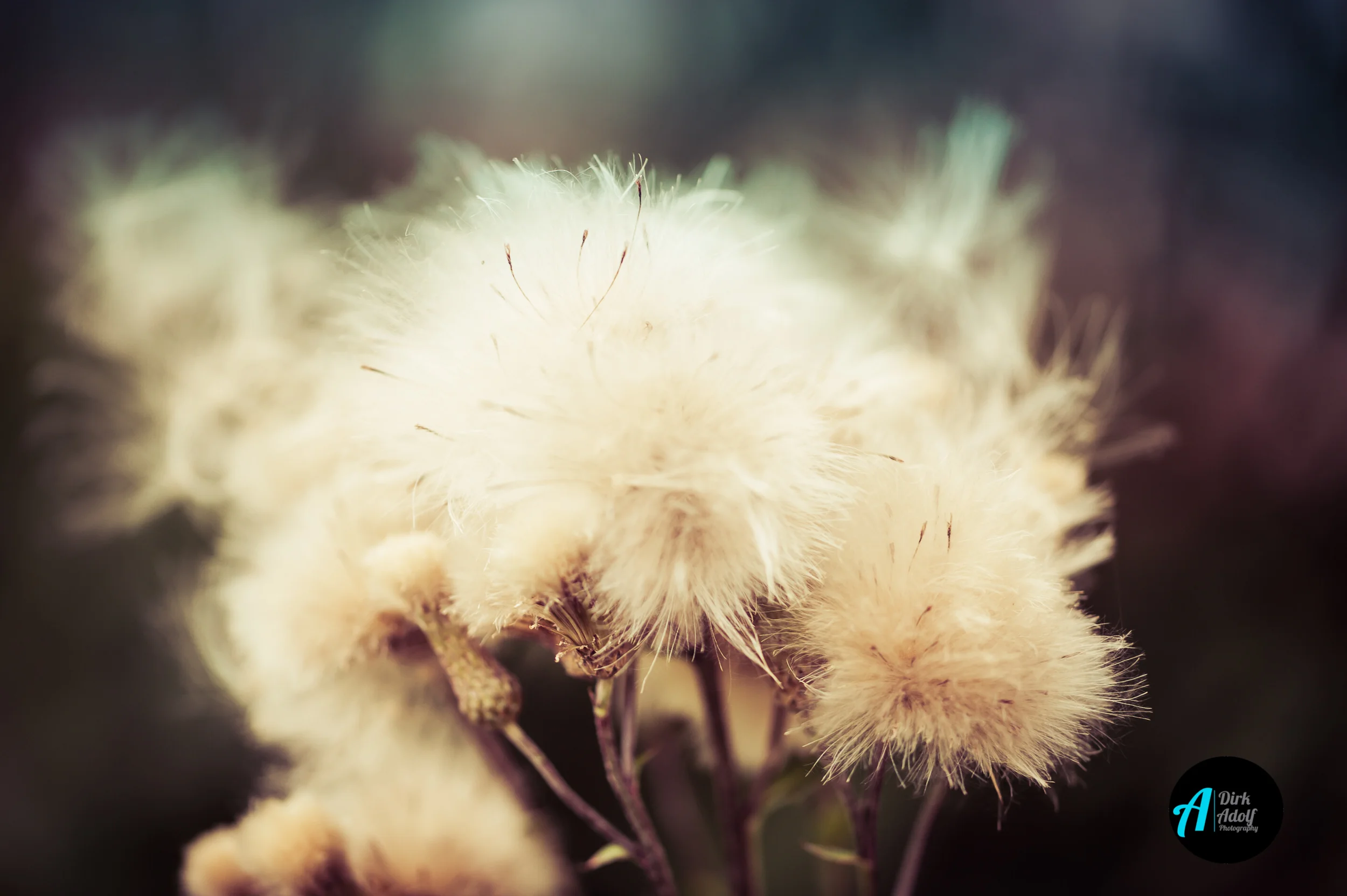 Blossom-1.jpg