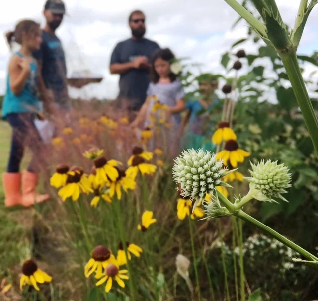 RattlesnakeMaster.jpg