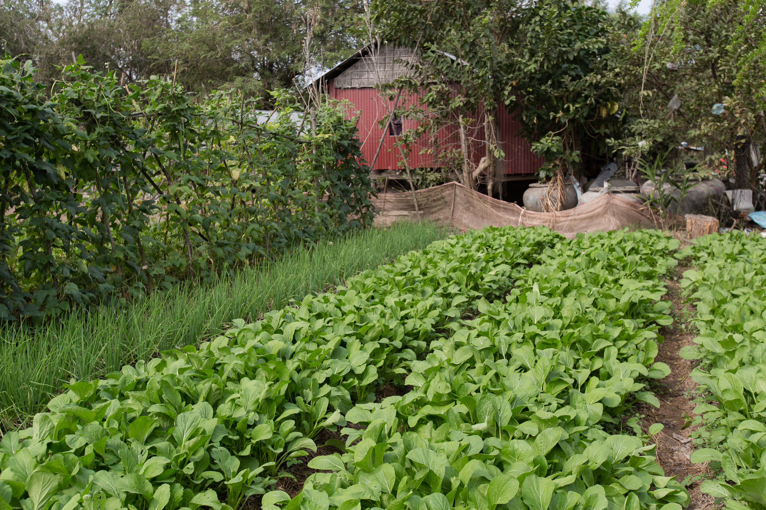 cambodia_cws_farming_spore_development_01.jpg