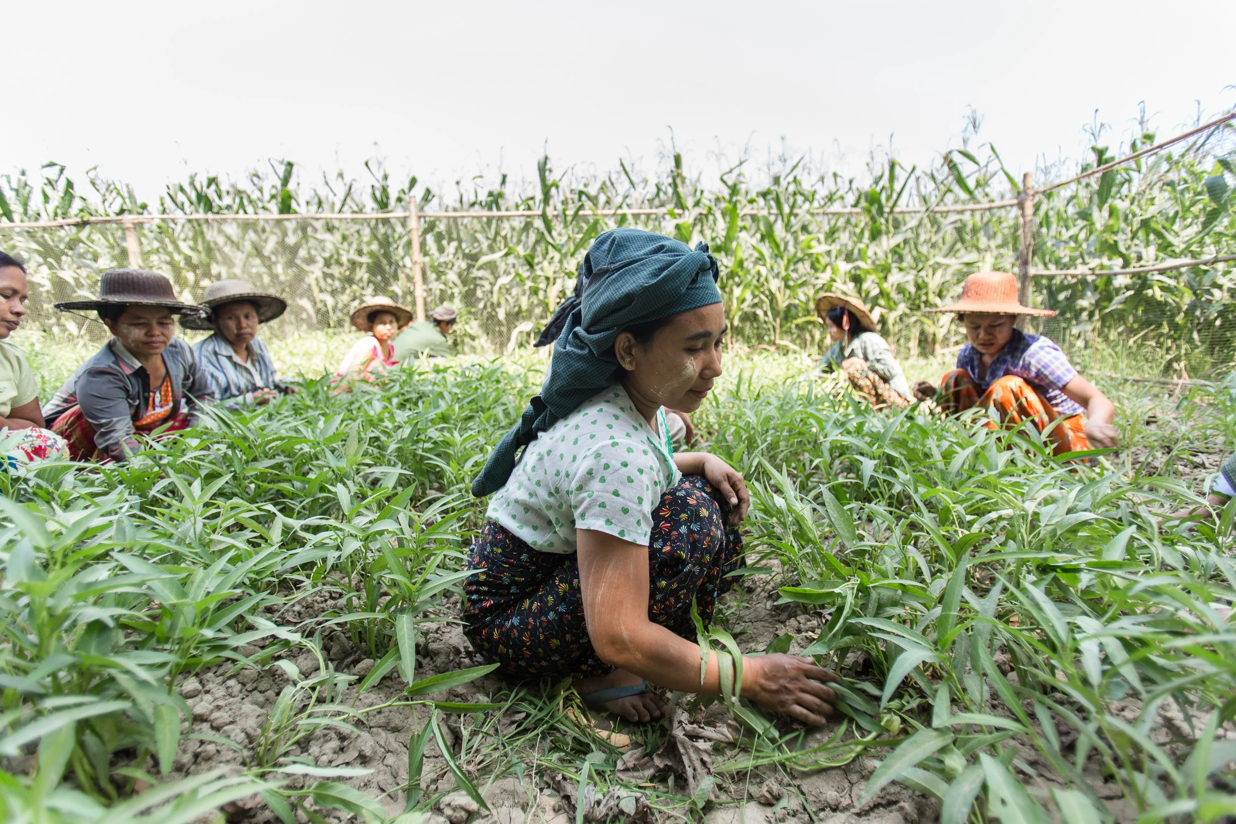 myanmar_sustainable_agr_11.jpg