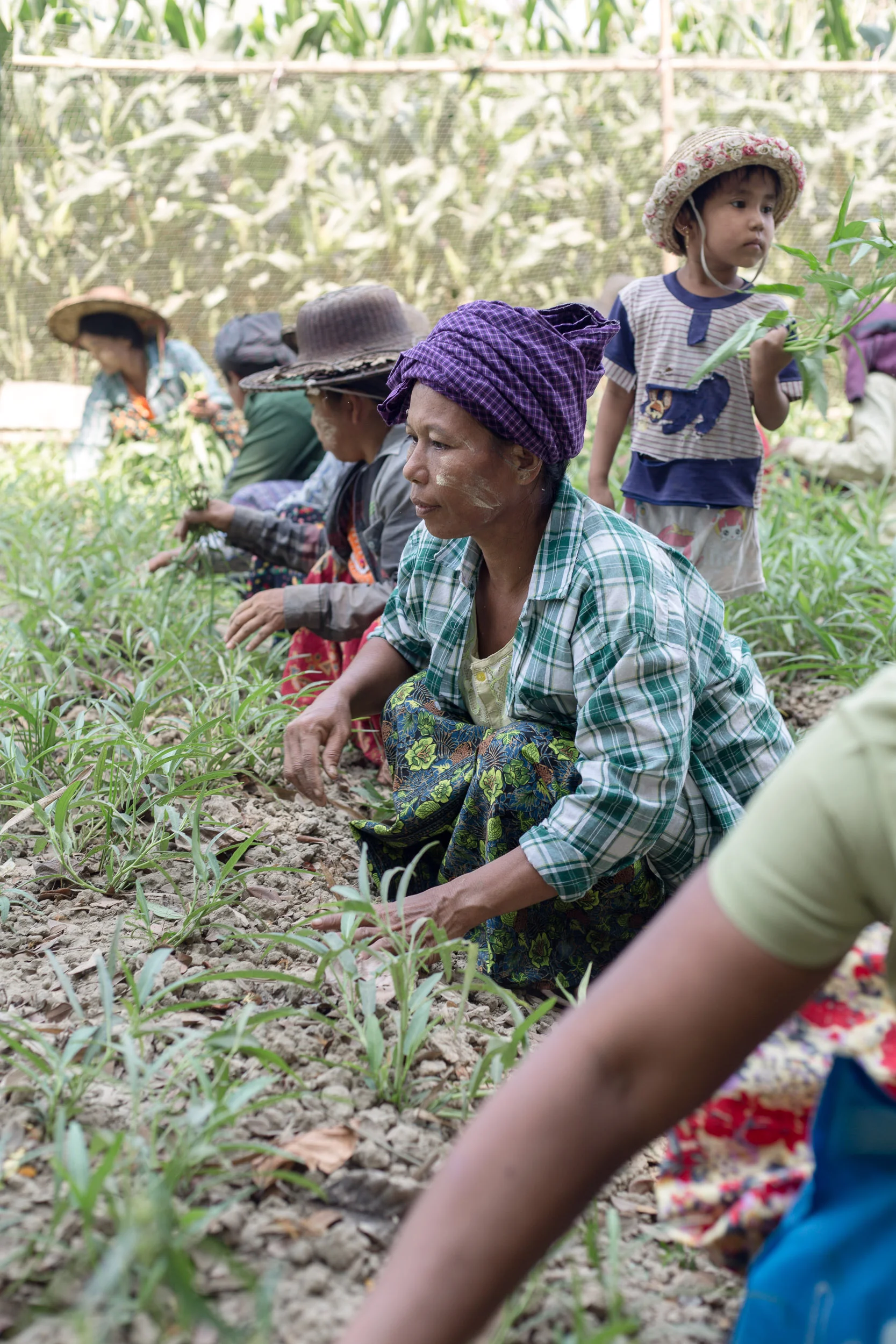myanmar_sustainable_agr_15.jpg