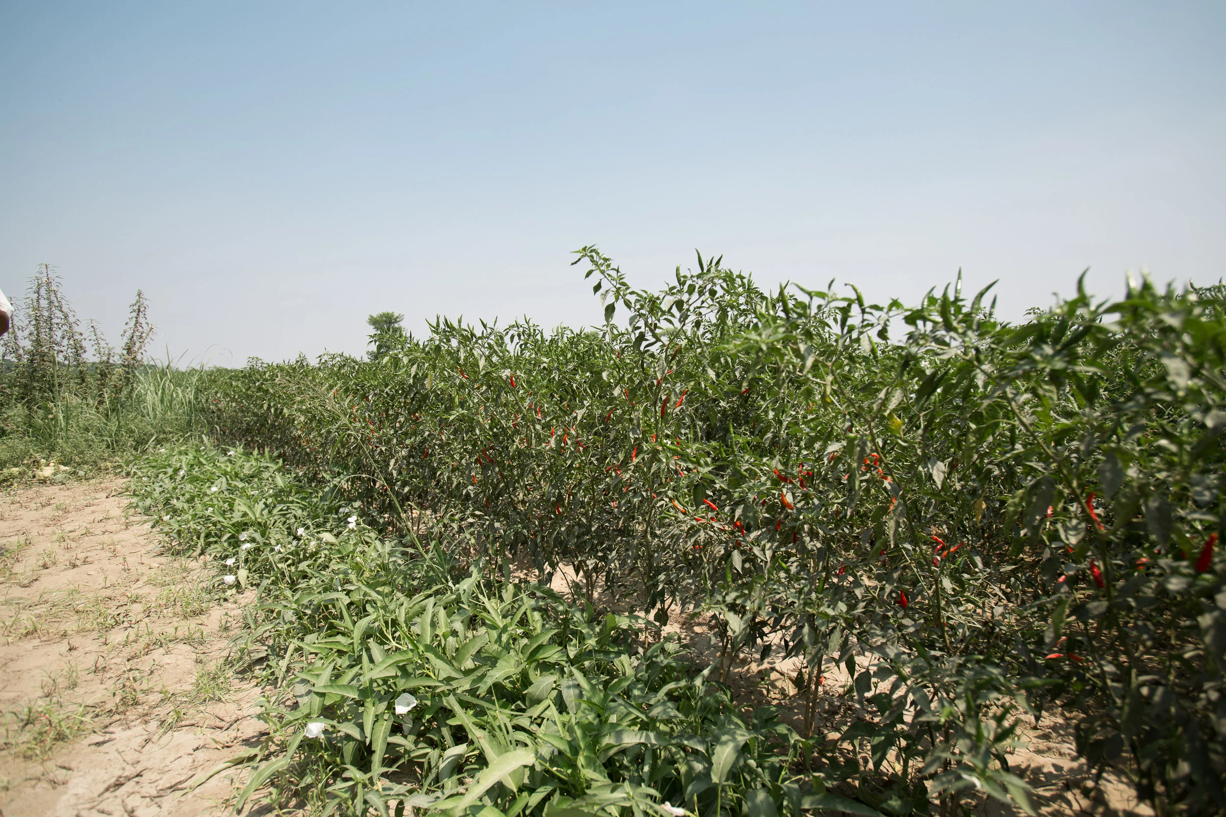 myanmar_sustainable_agr_19.jpg