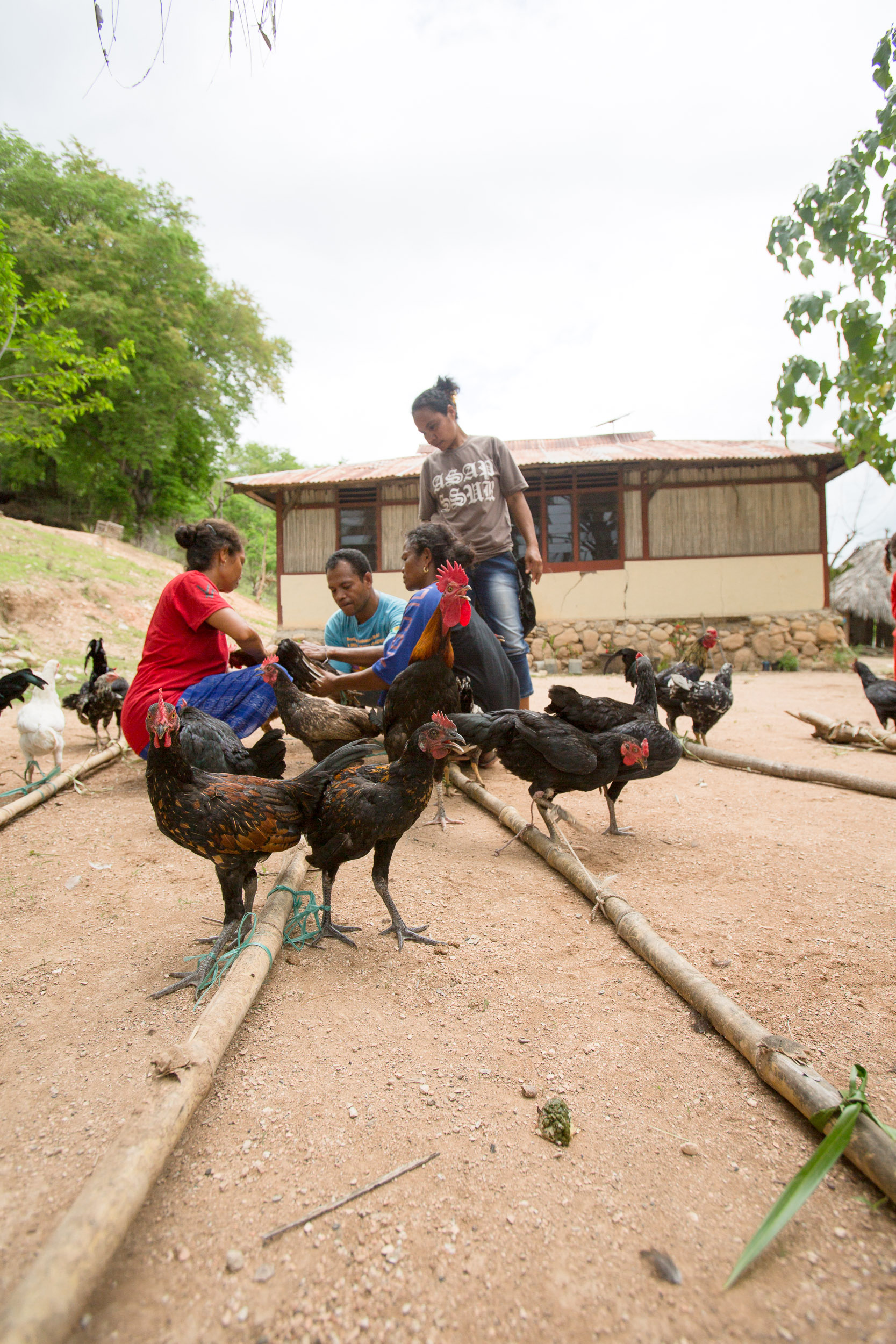cws_chicken_raising_vaccinations_08.jpg
