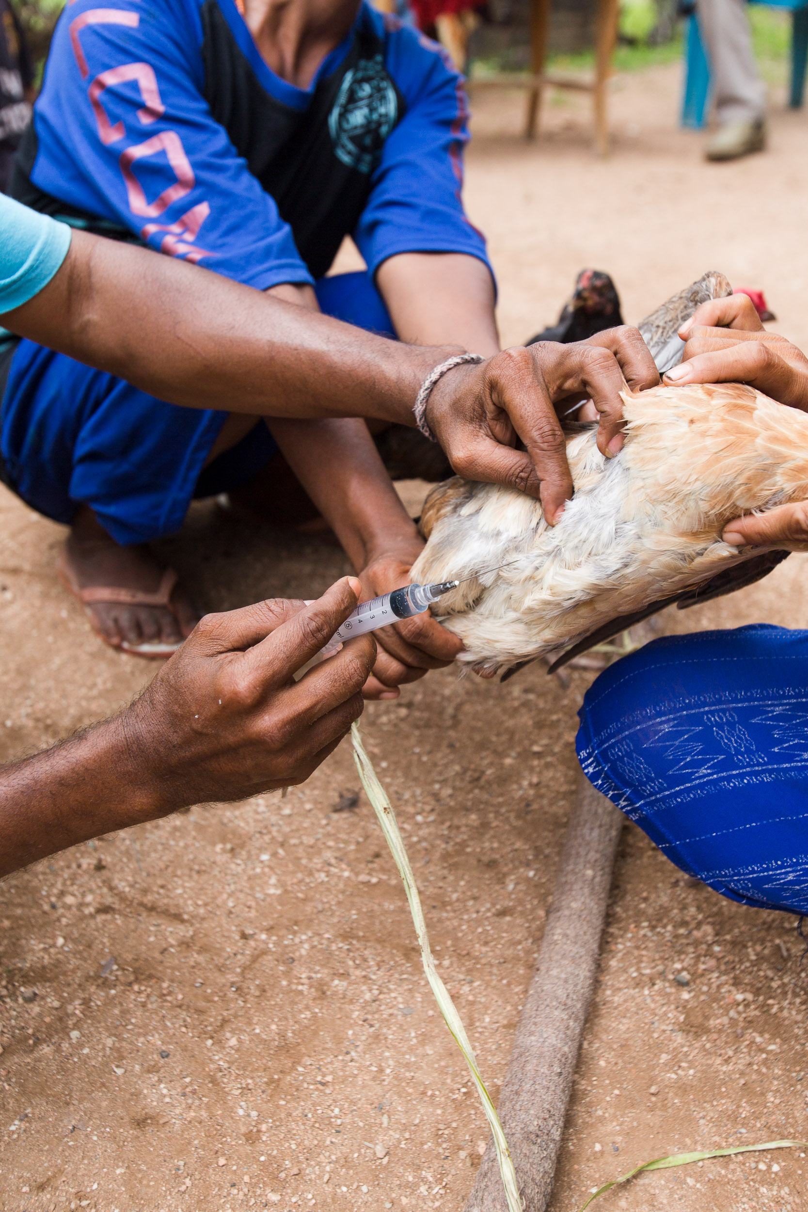 One thing many villagers did not know prior to CWS training sessions is that all chickens must be vaccinated for the vaccination to be effective. if one chicken carries the disease the rest will be infected. Communities spoke about losing every chicken years before, that they had to start over and receive new beneficiary chickens because there were none left. They did not realize that all chickens have to be vaccinated and that sick chickens can infect vaccinated chickens.