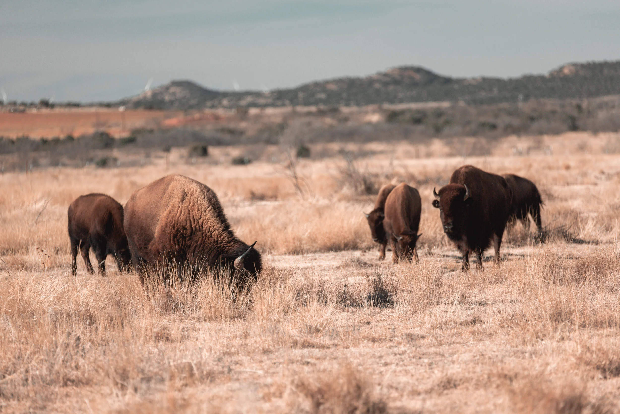 Caprock_Canyons_12.jpg