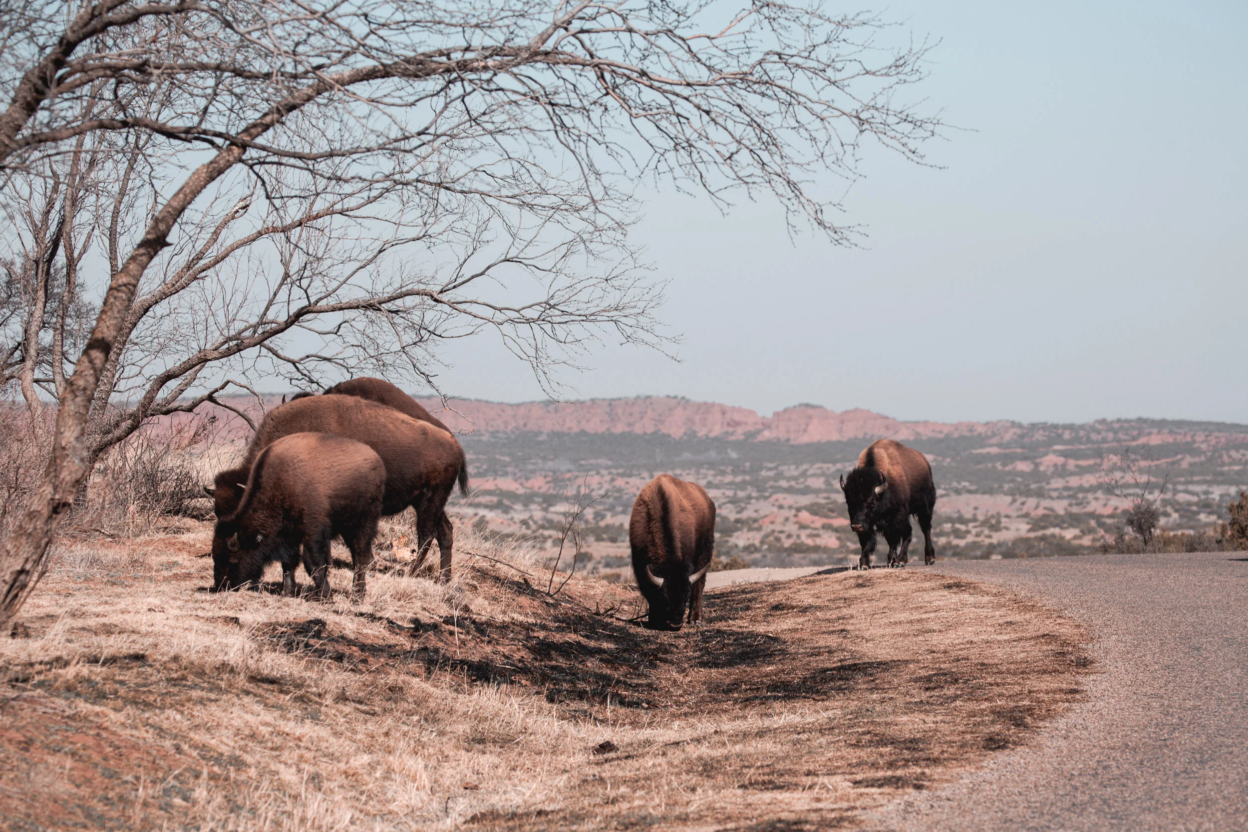 Caprock_Canyons_39.jpg