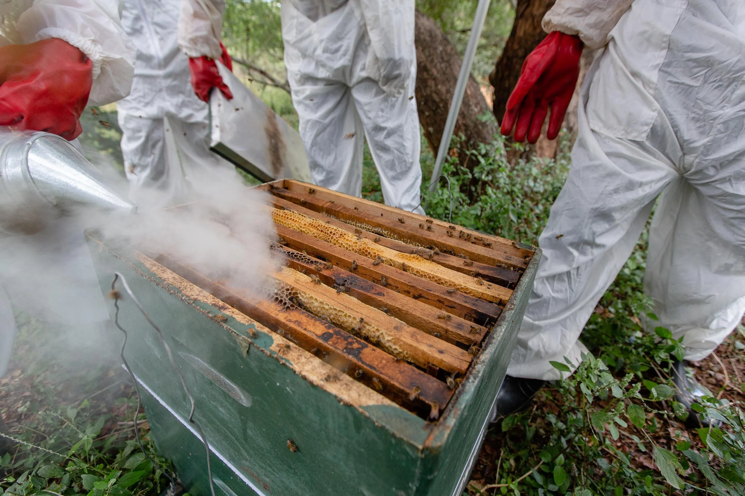 Beekeeping_Practices_in_West_Pokot_Kenya_20.jpg