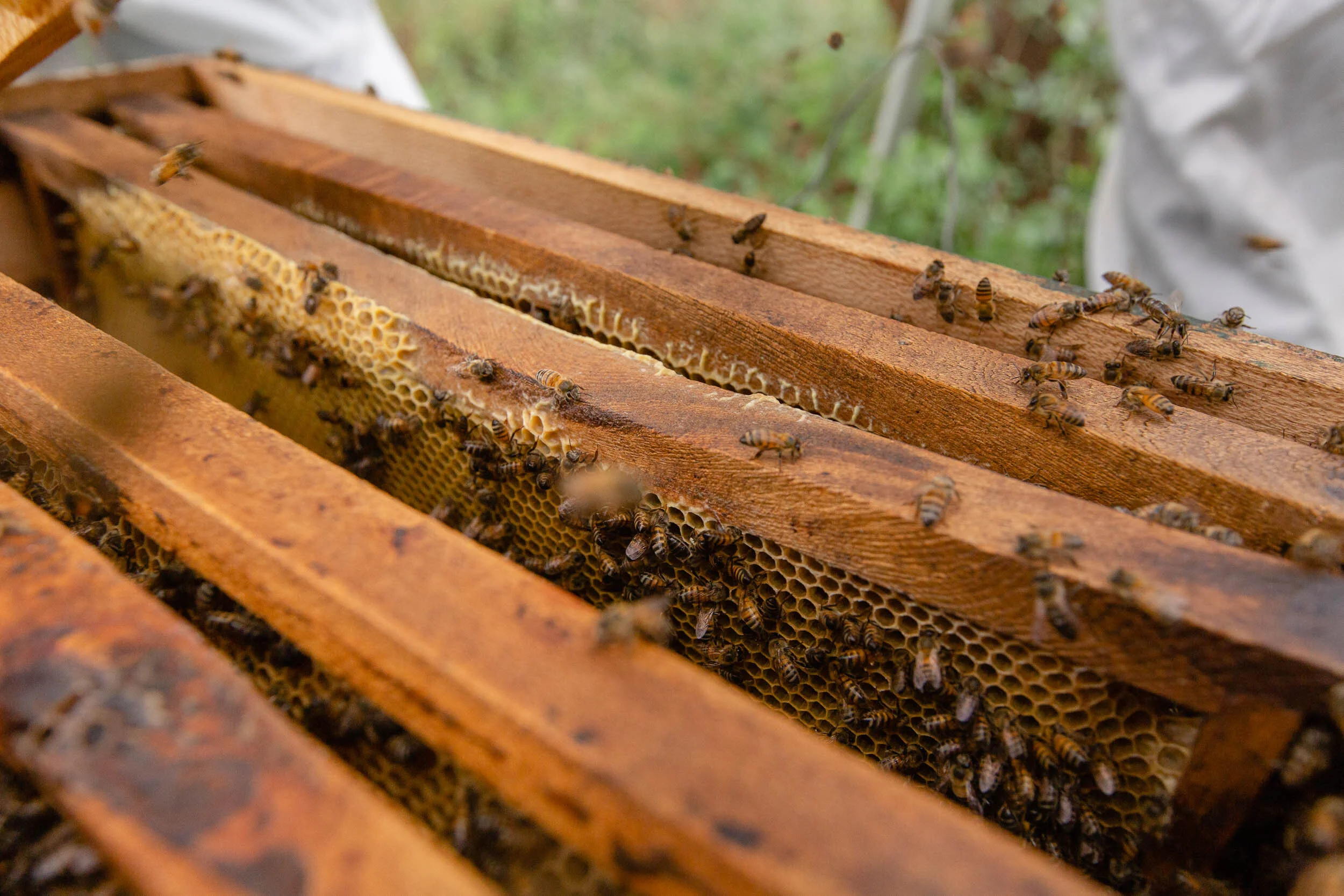 Beekeeping_Practices_in_West_Pokot_Kenya_24.jpg